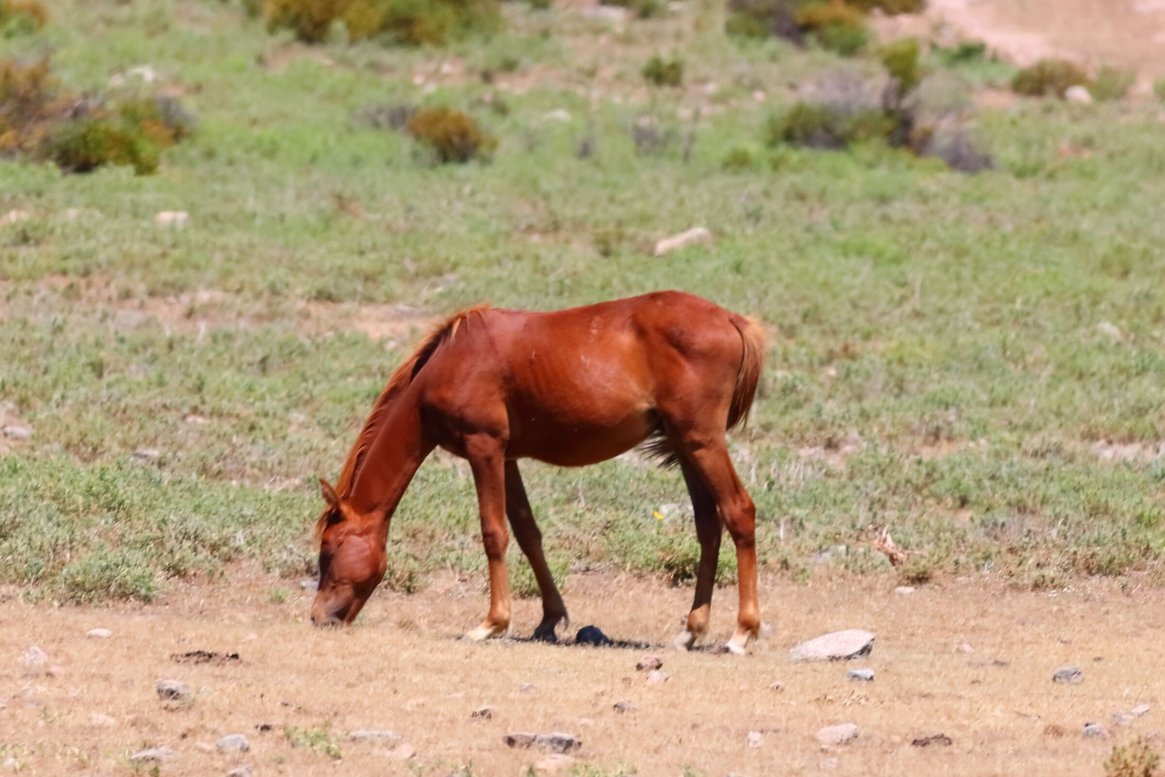 Al pascolo 22-06-2024 - 1105