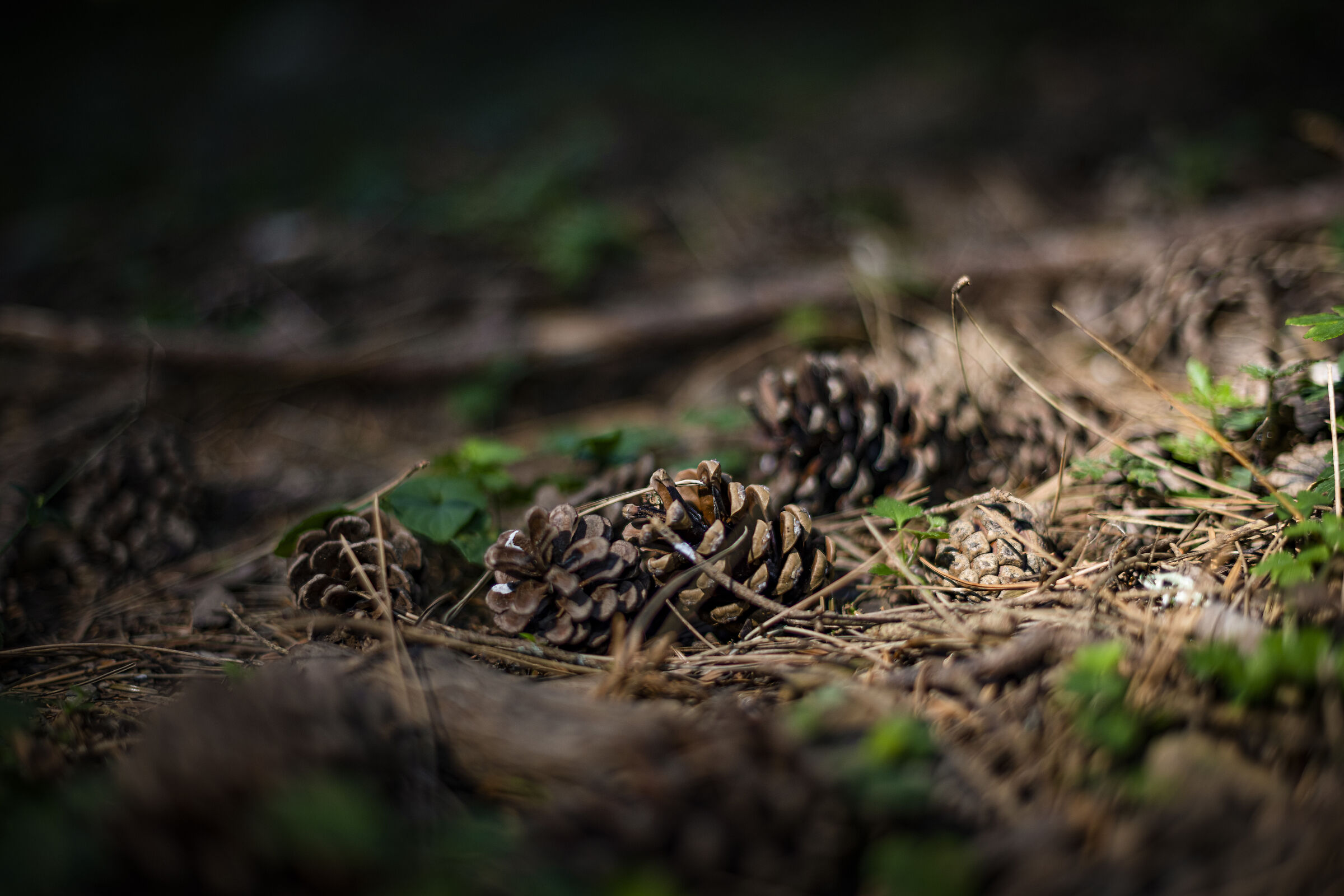 The Mountain Pine Cones