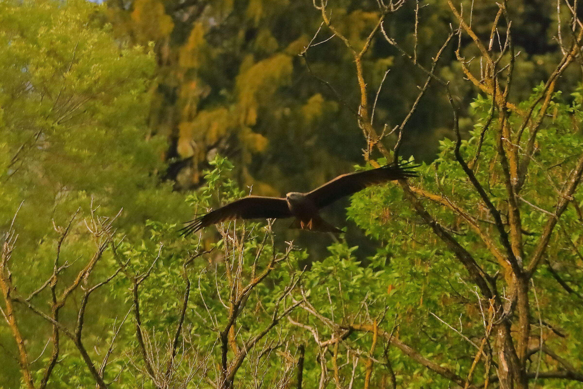 Nibbio bruno 08 aprile 2024 - 0148