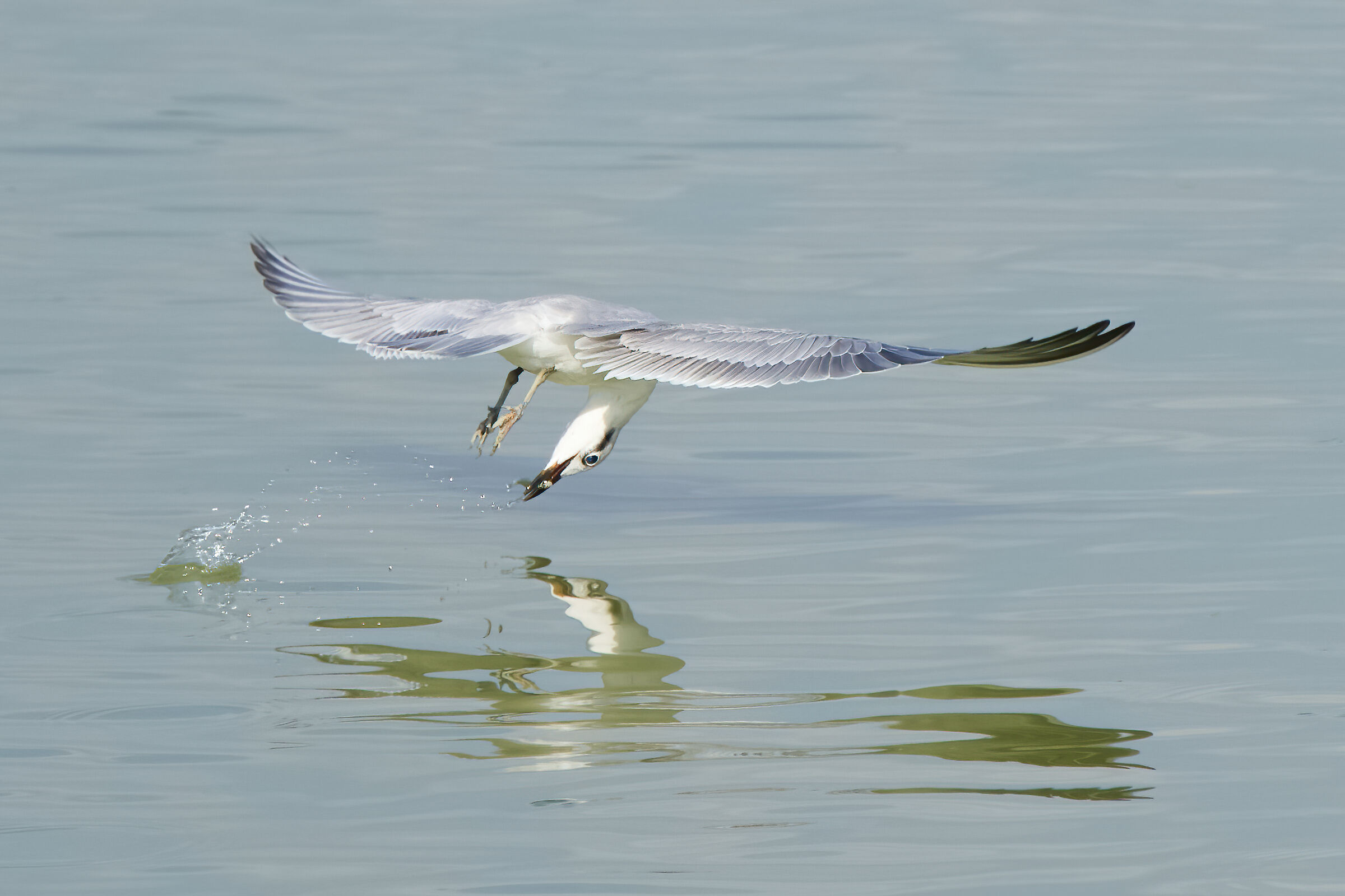 Sterna zampenere in predazione