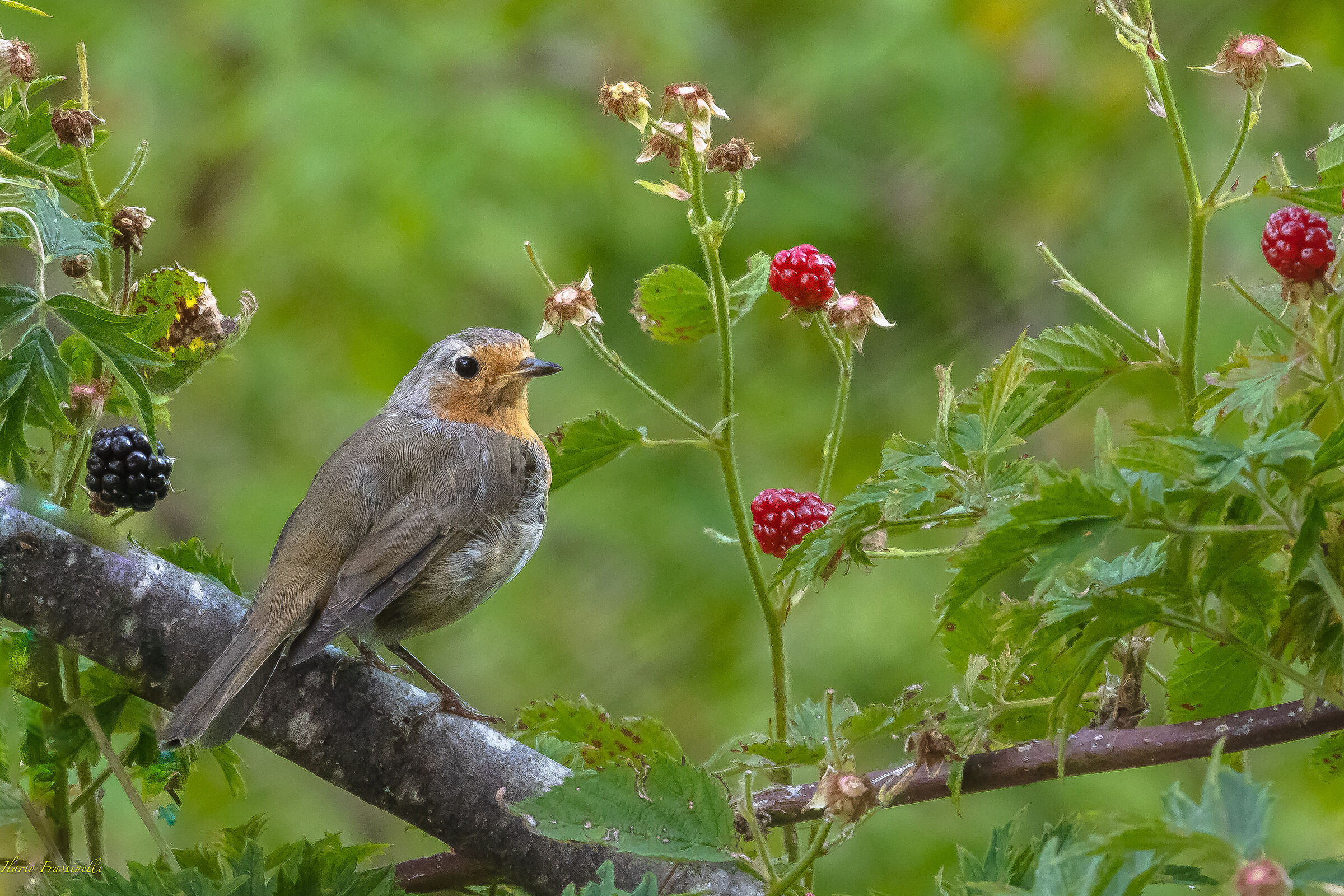 Le more e il pettirosso