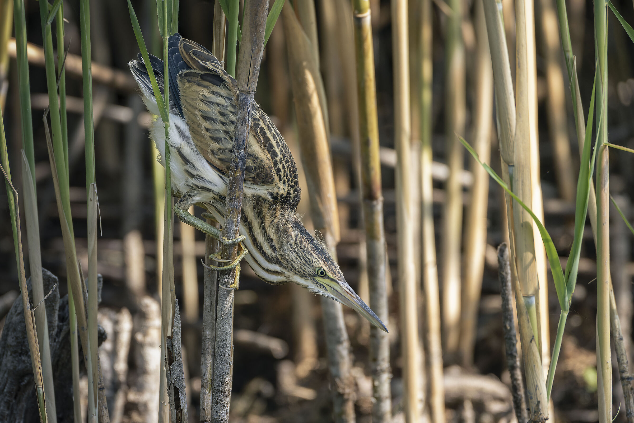 Little bittern