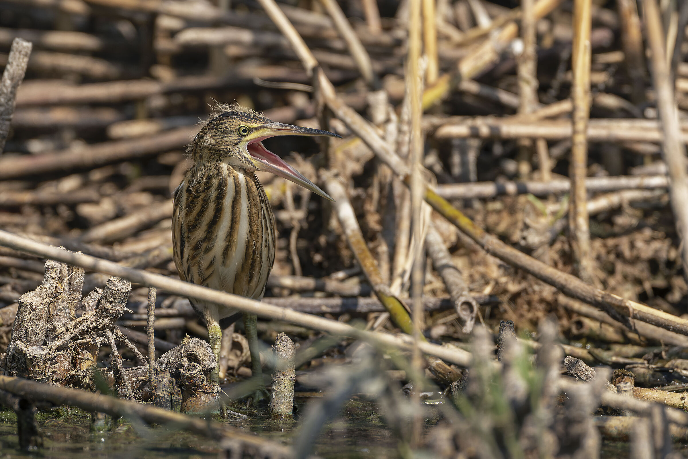 Little bittern