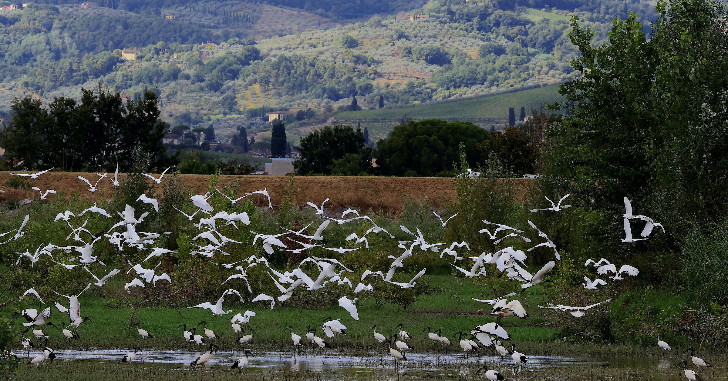 oasi agitata