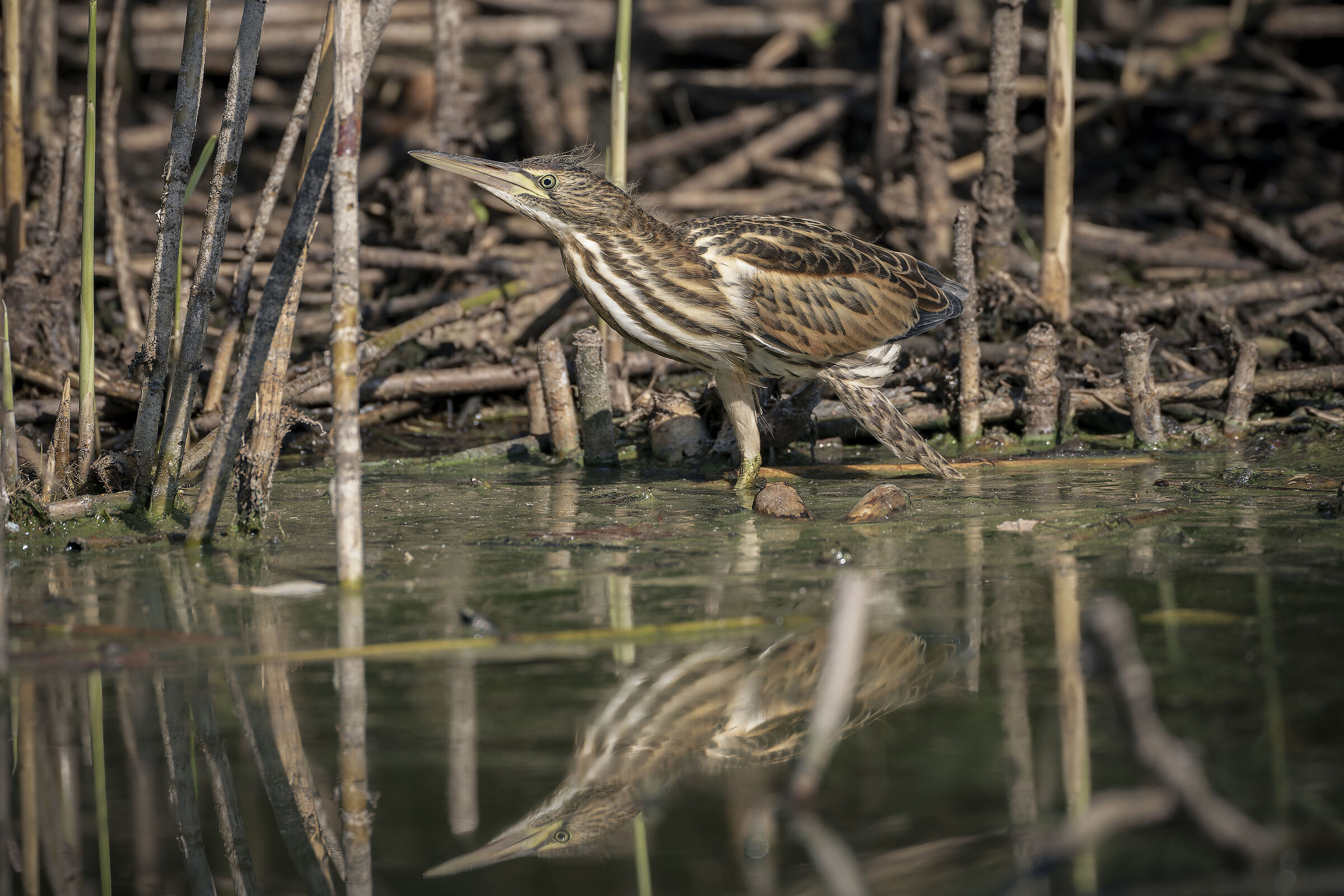Little bittern
