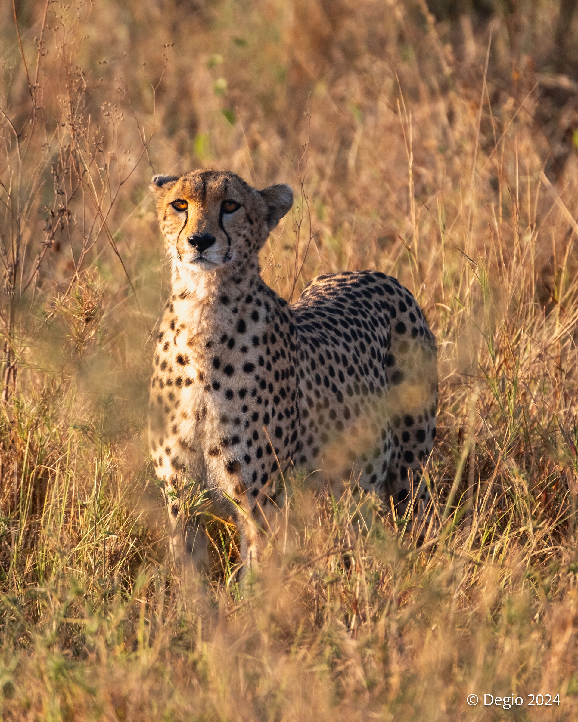 Cheetah Tanzania