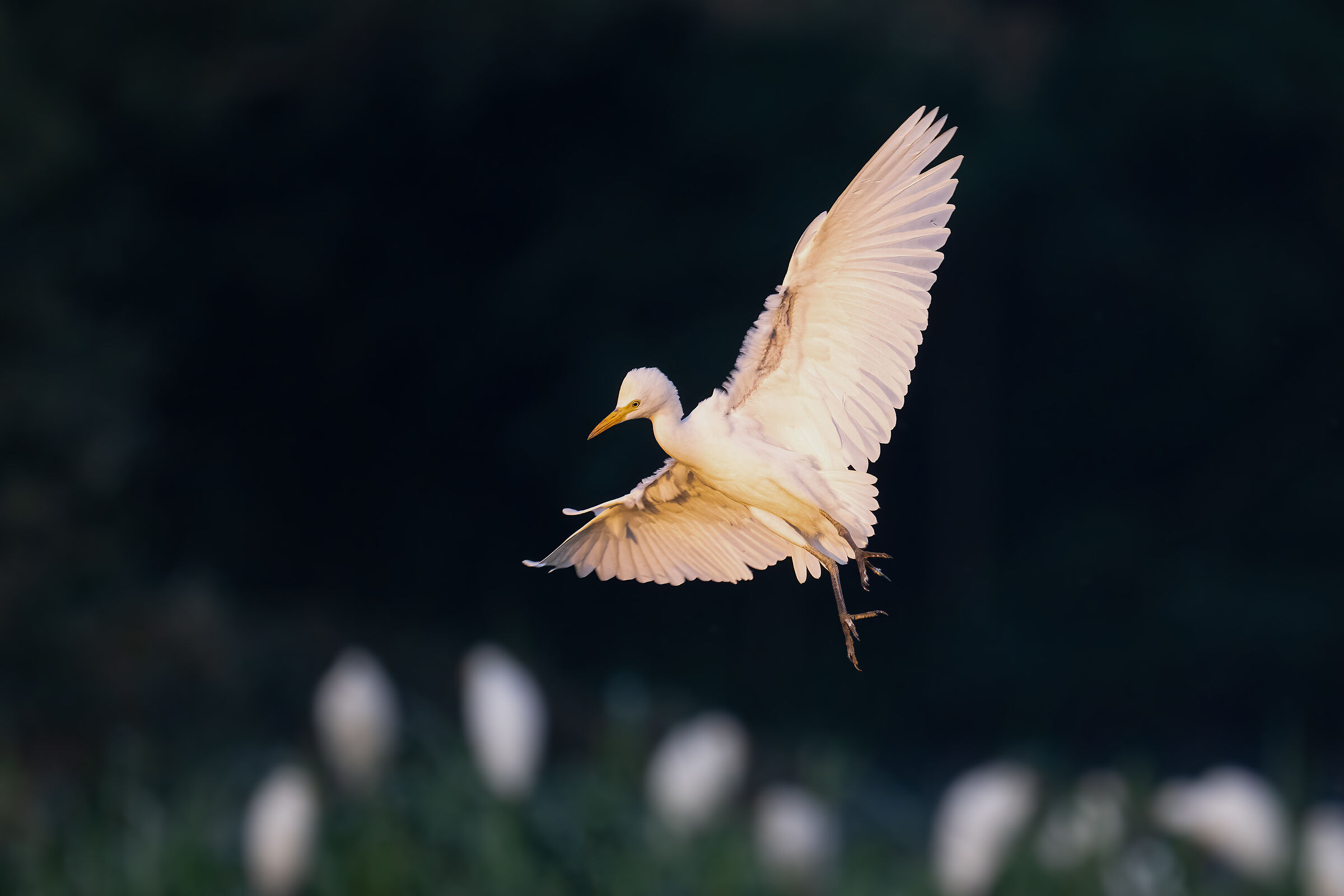 Cattle egret