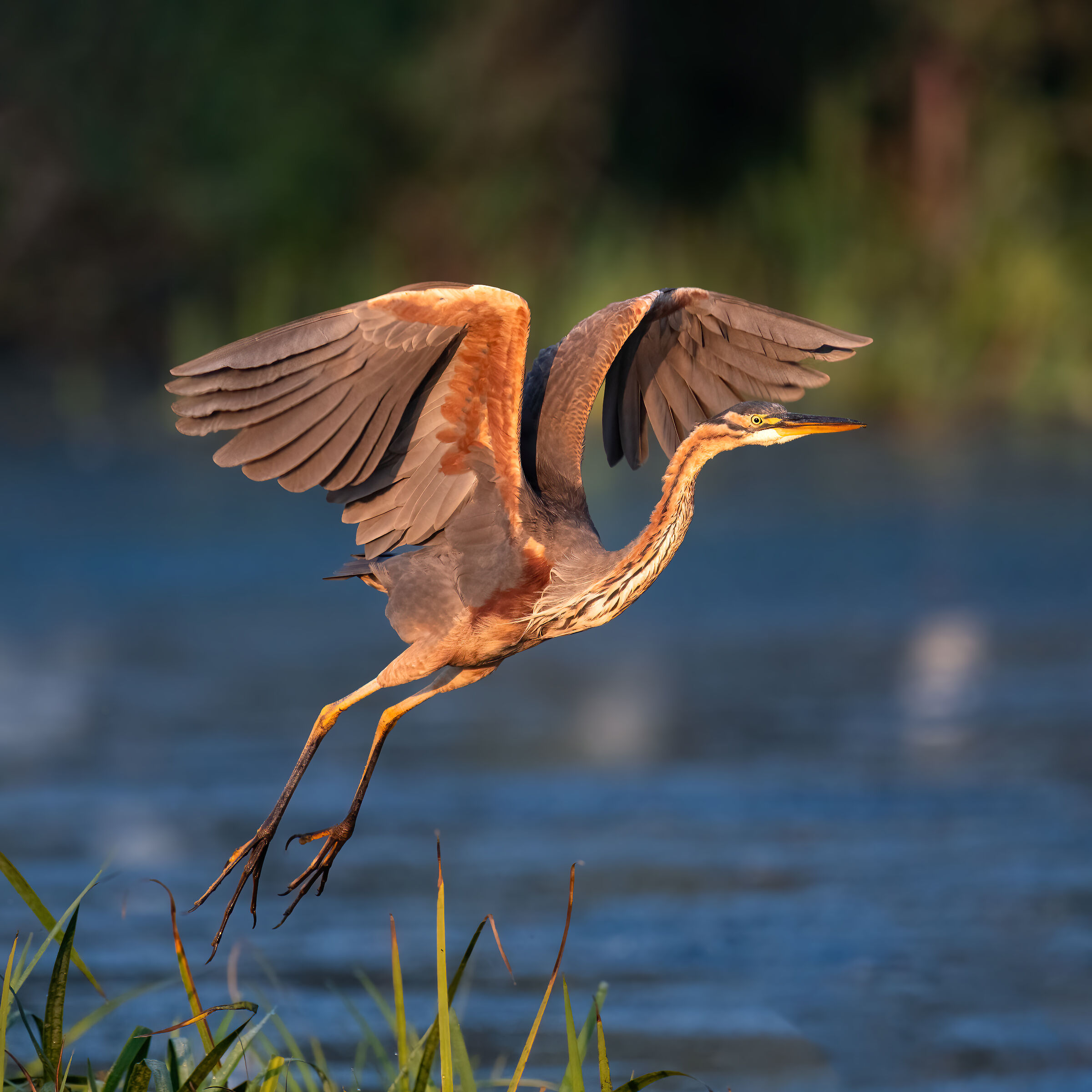 Purple heron