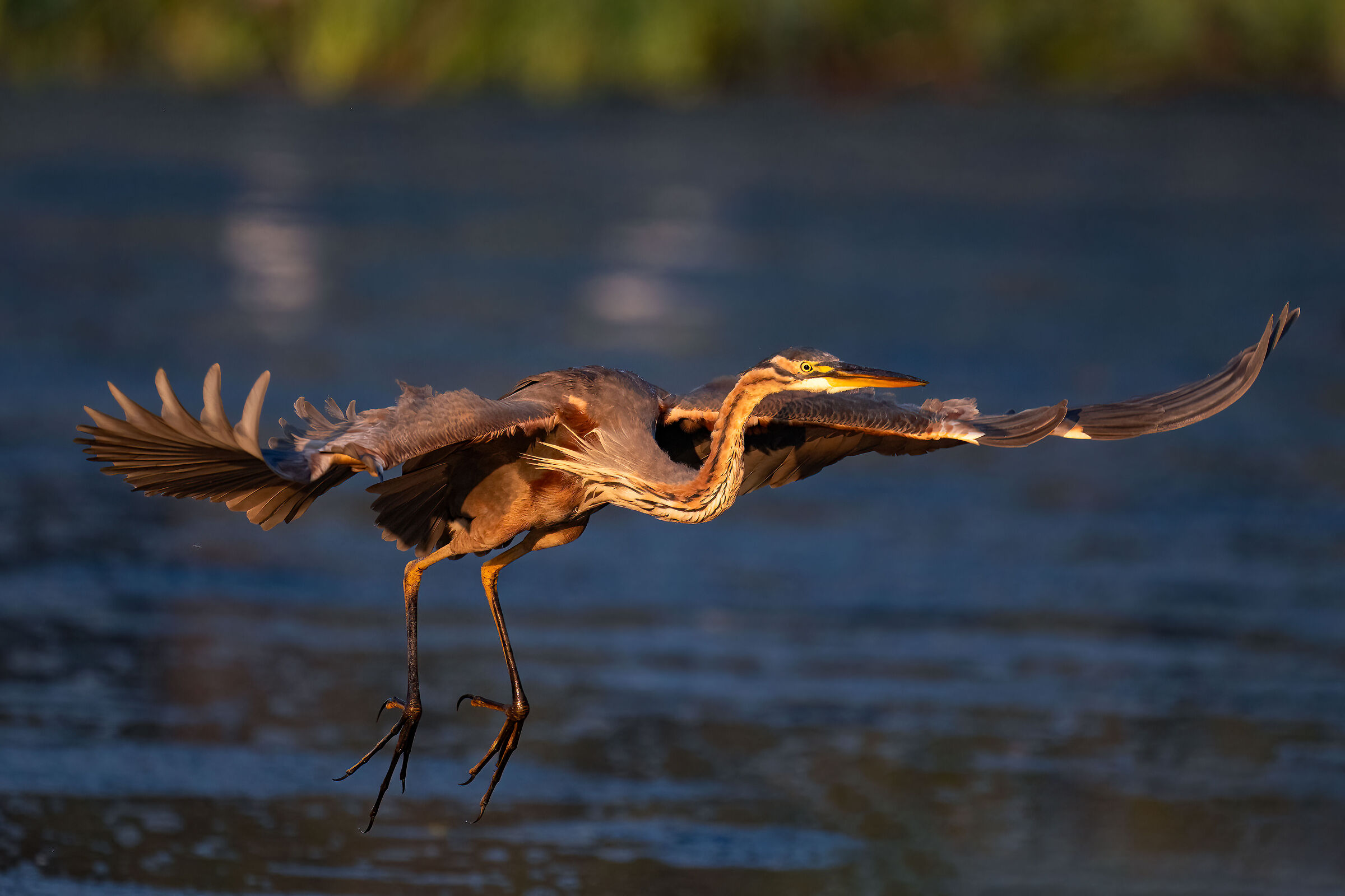 Purple heron