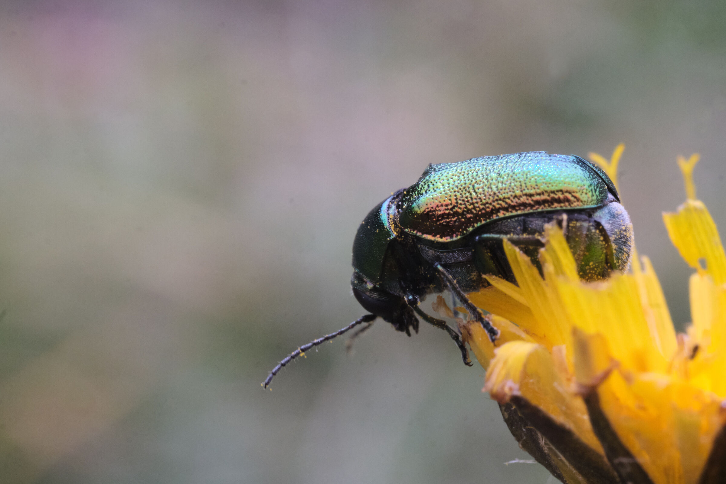 Beetle
