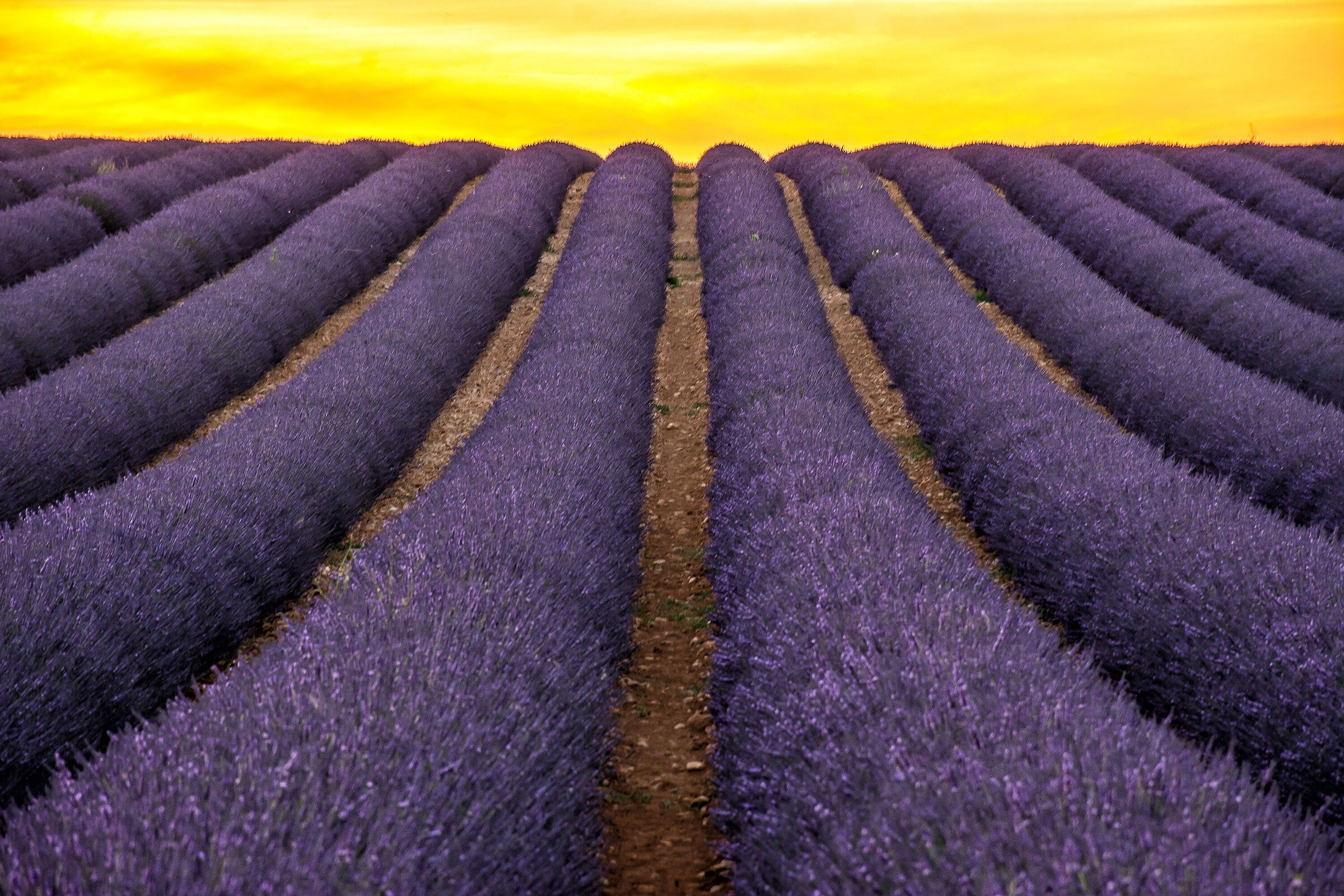 Geometrie di lavanda