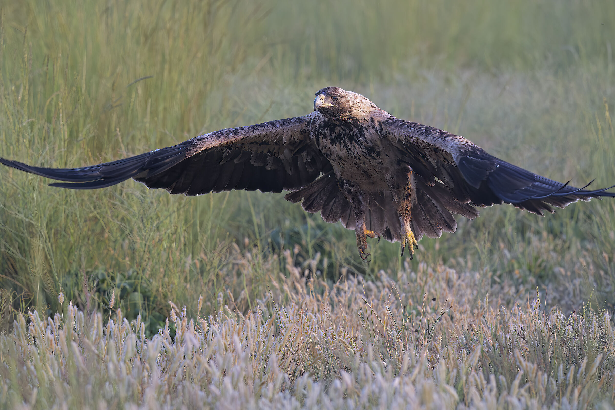 Iberian imperial eagle