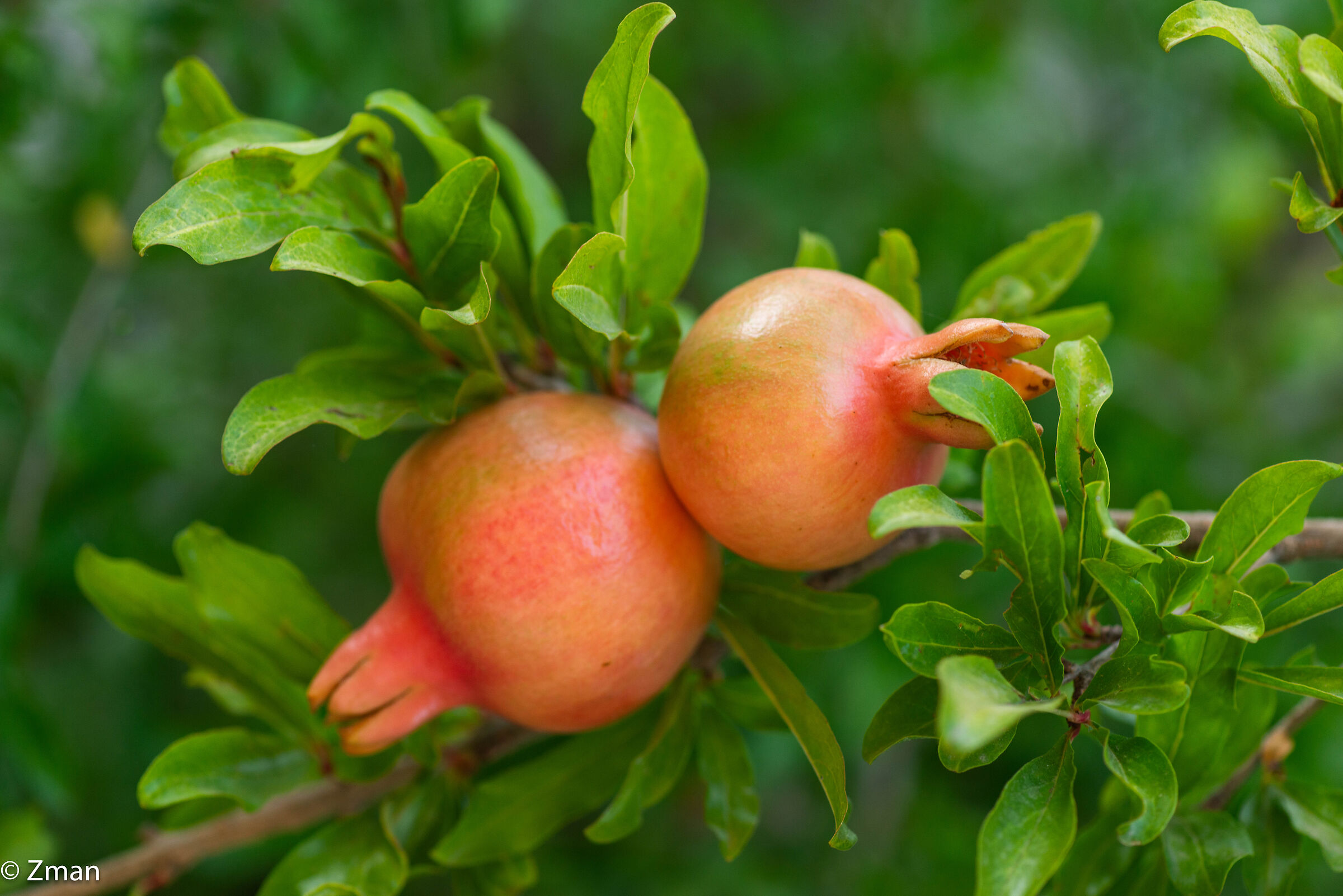 Pomegranate