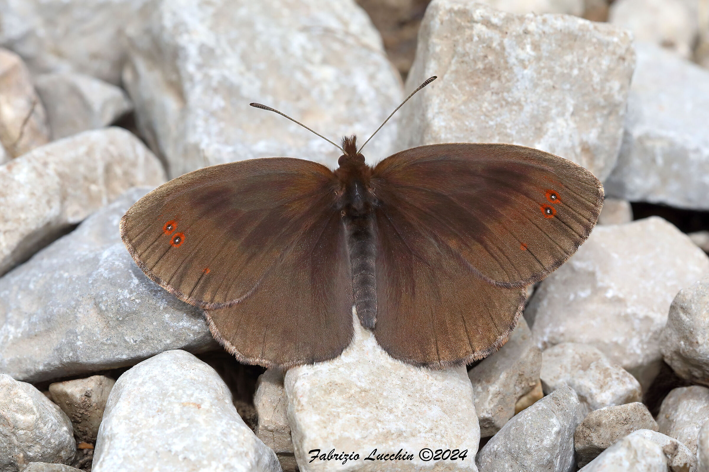 Erebia pronoe