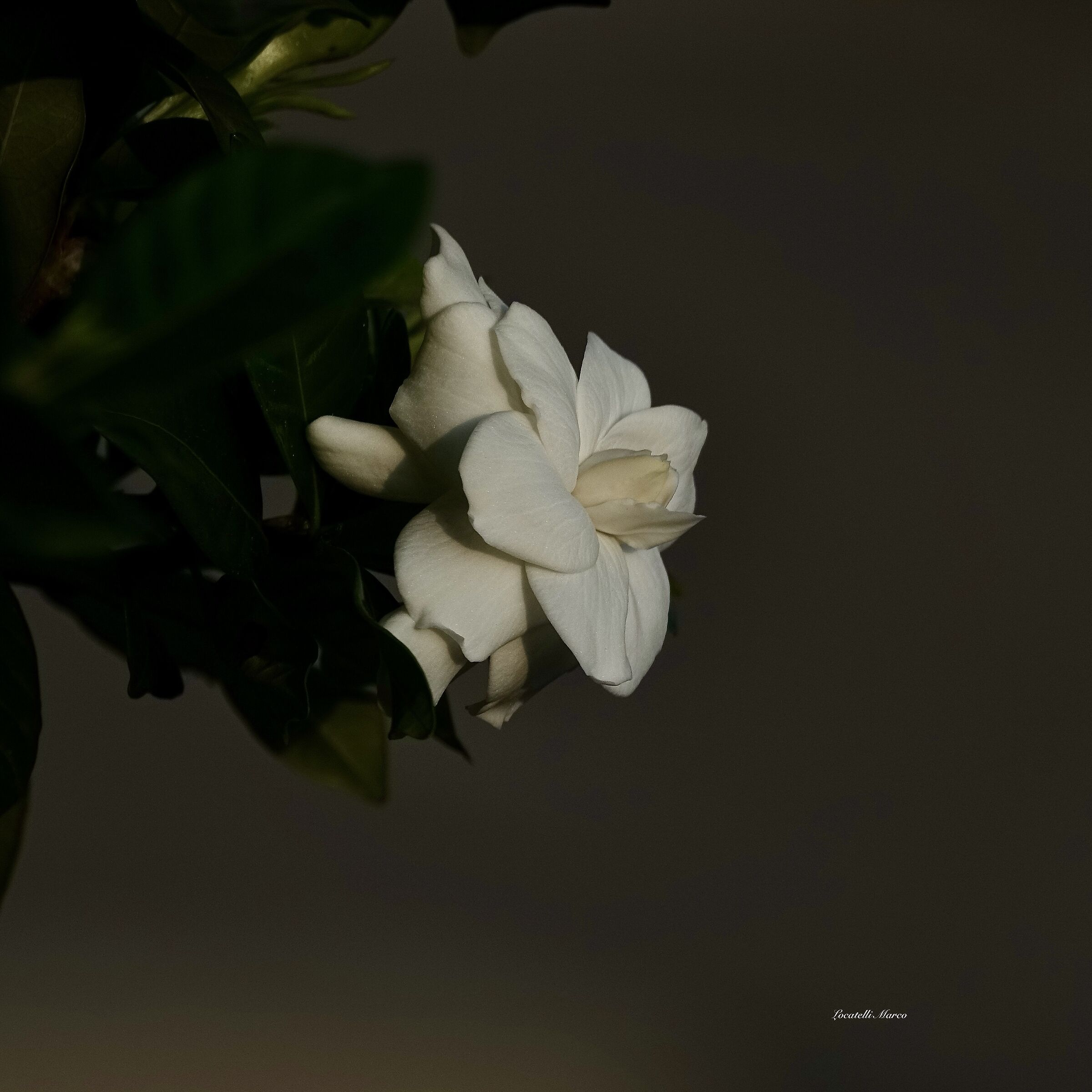 Gardenia