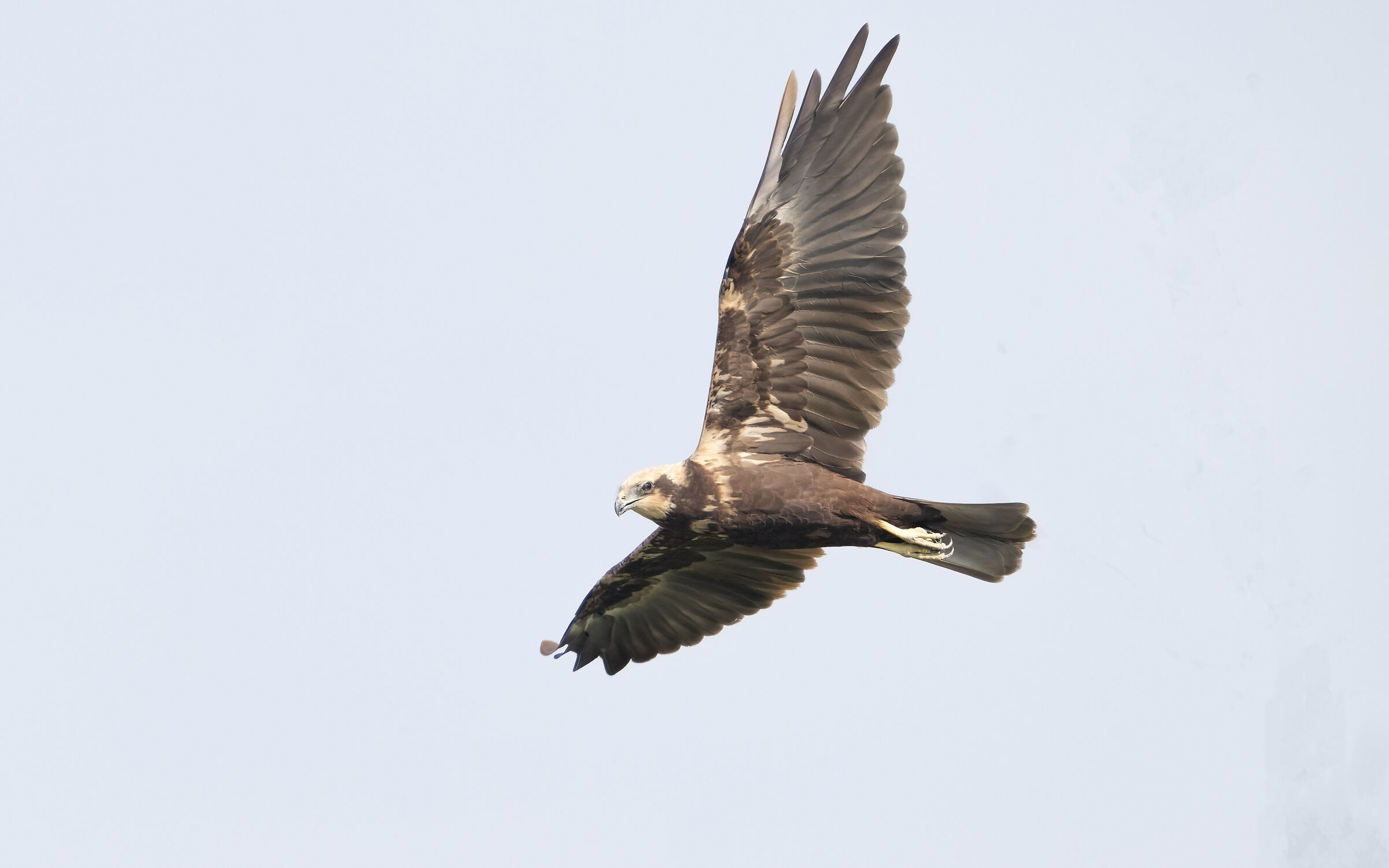 Falco di Palude