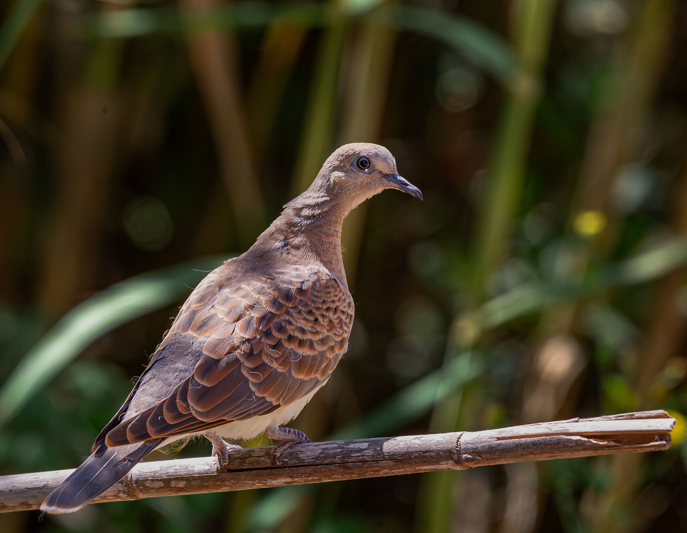 Turtledove