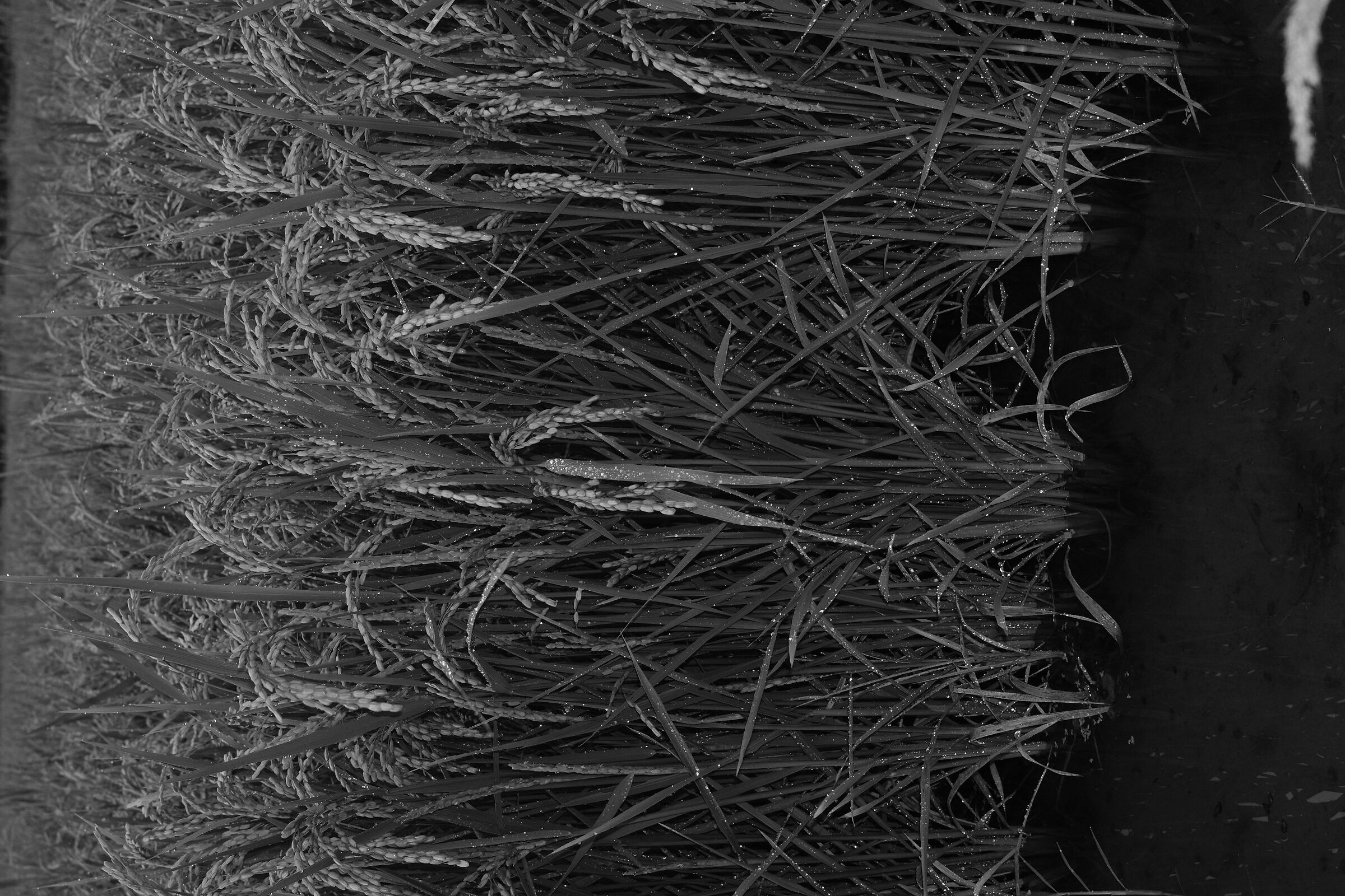 Quasi un risotto....