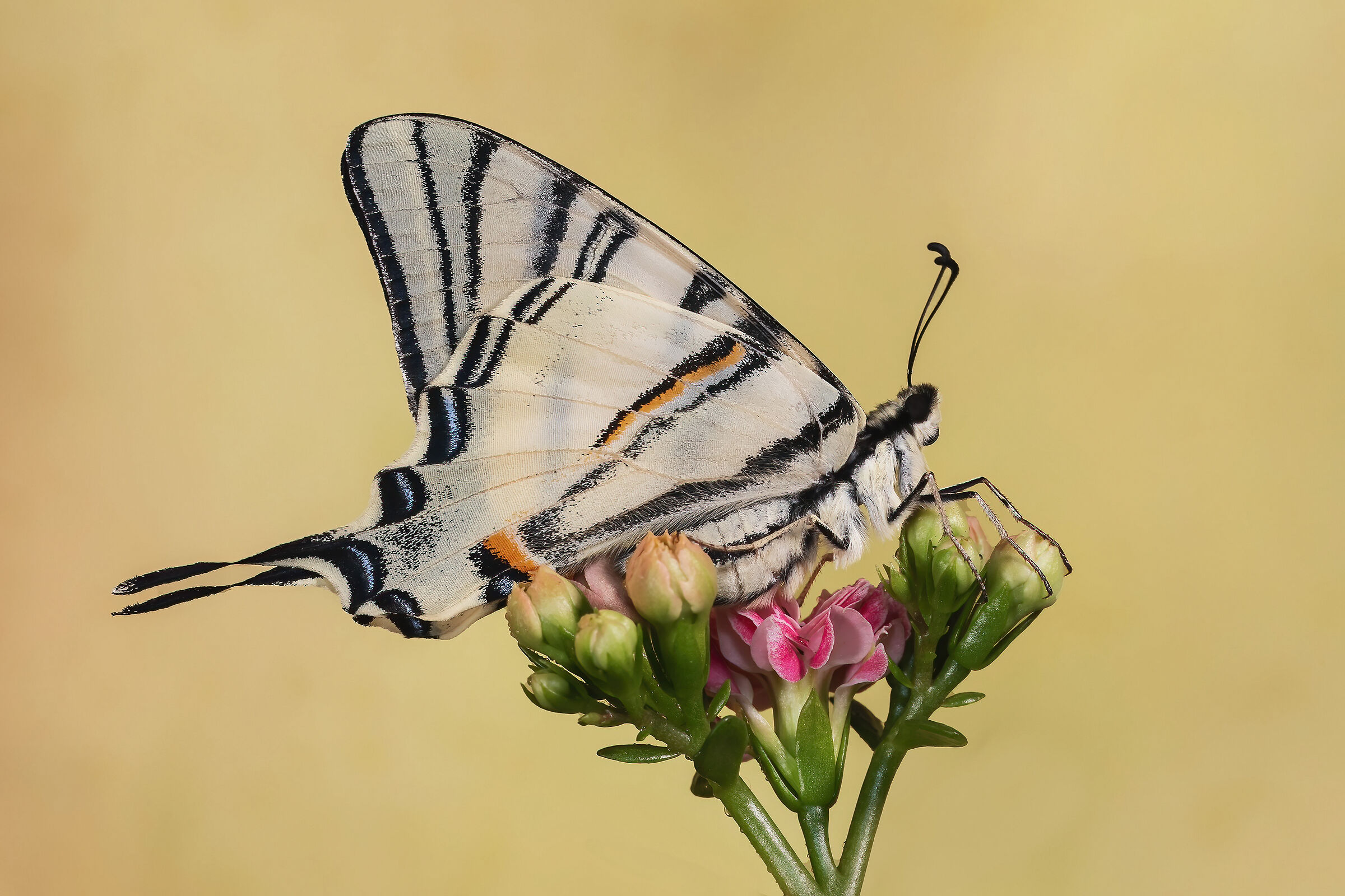 Scarce swallowtail