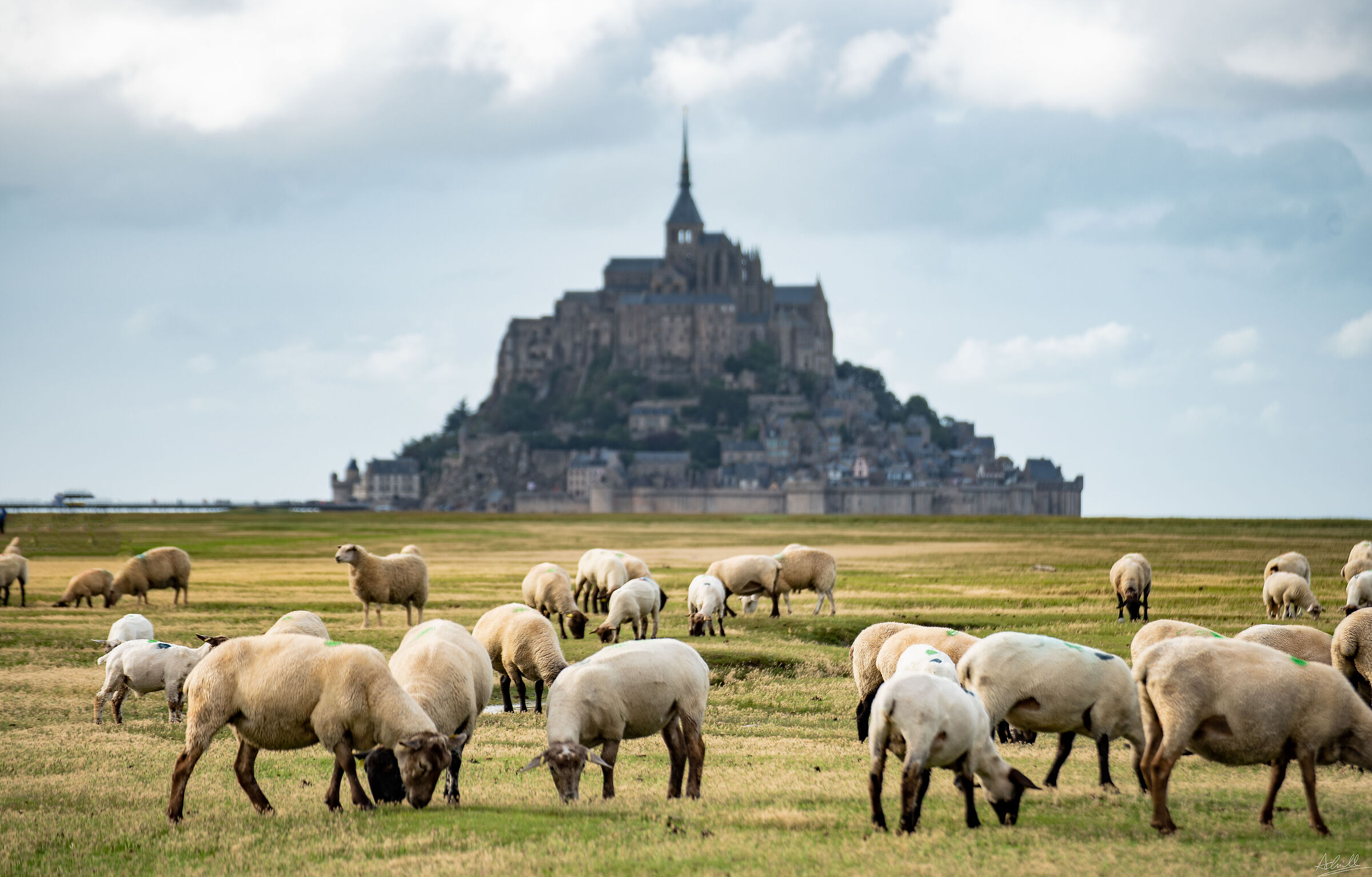 Gregge di pecore a Mont Saint Michel