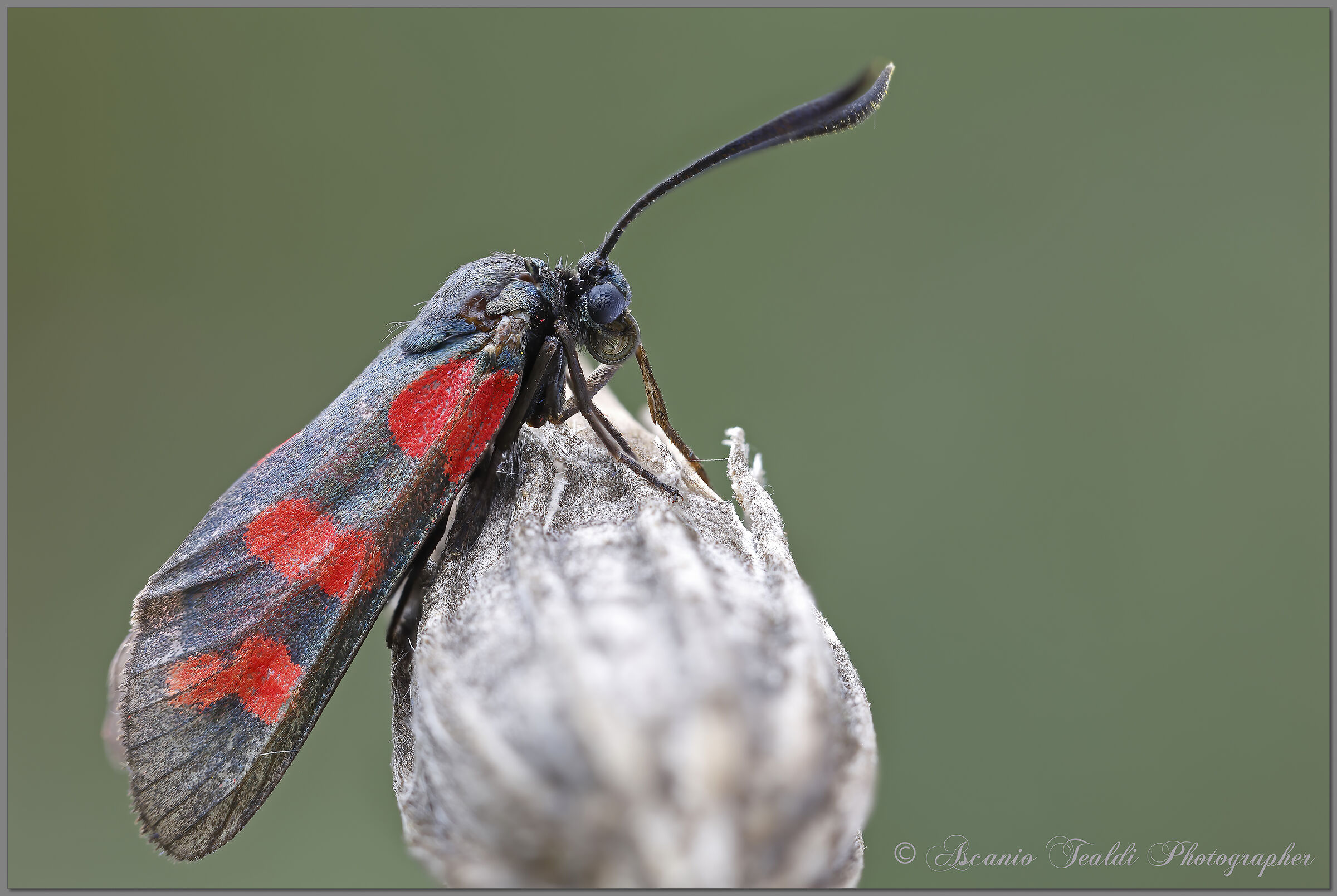 Zygaena filipendulae