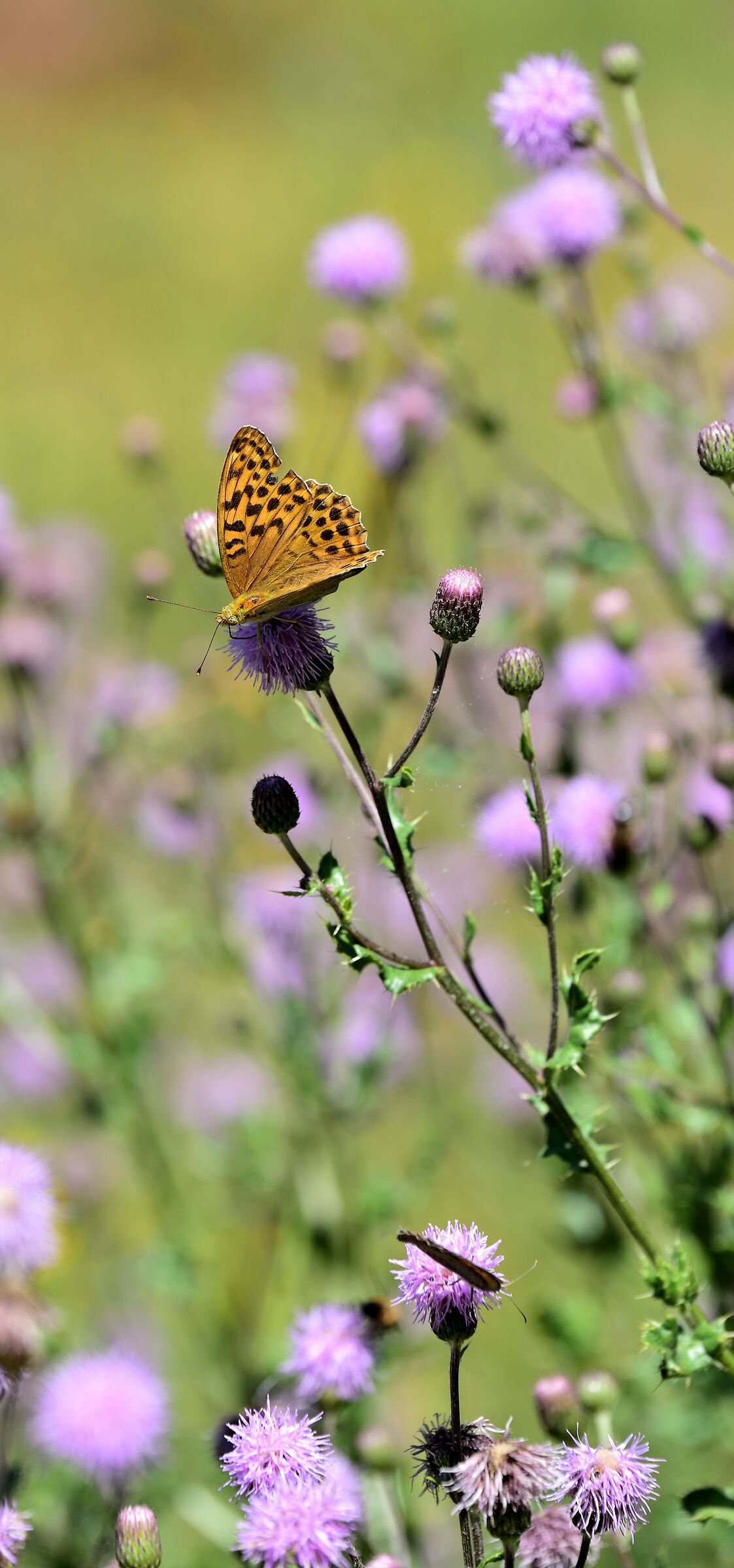 Argynnis paphia