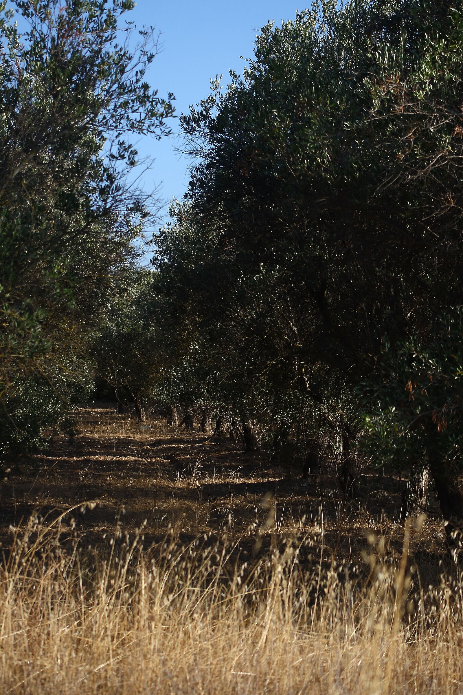Olive grove