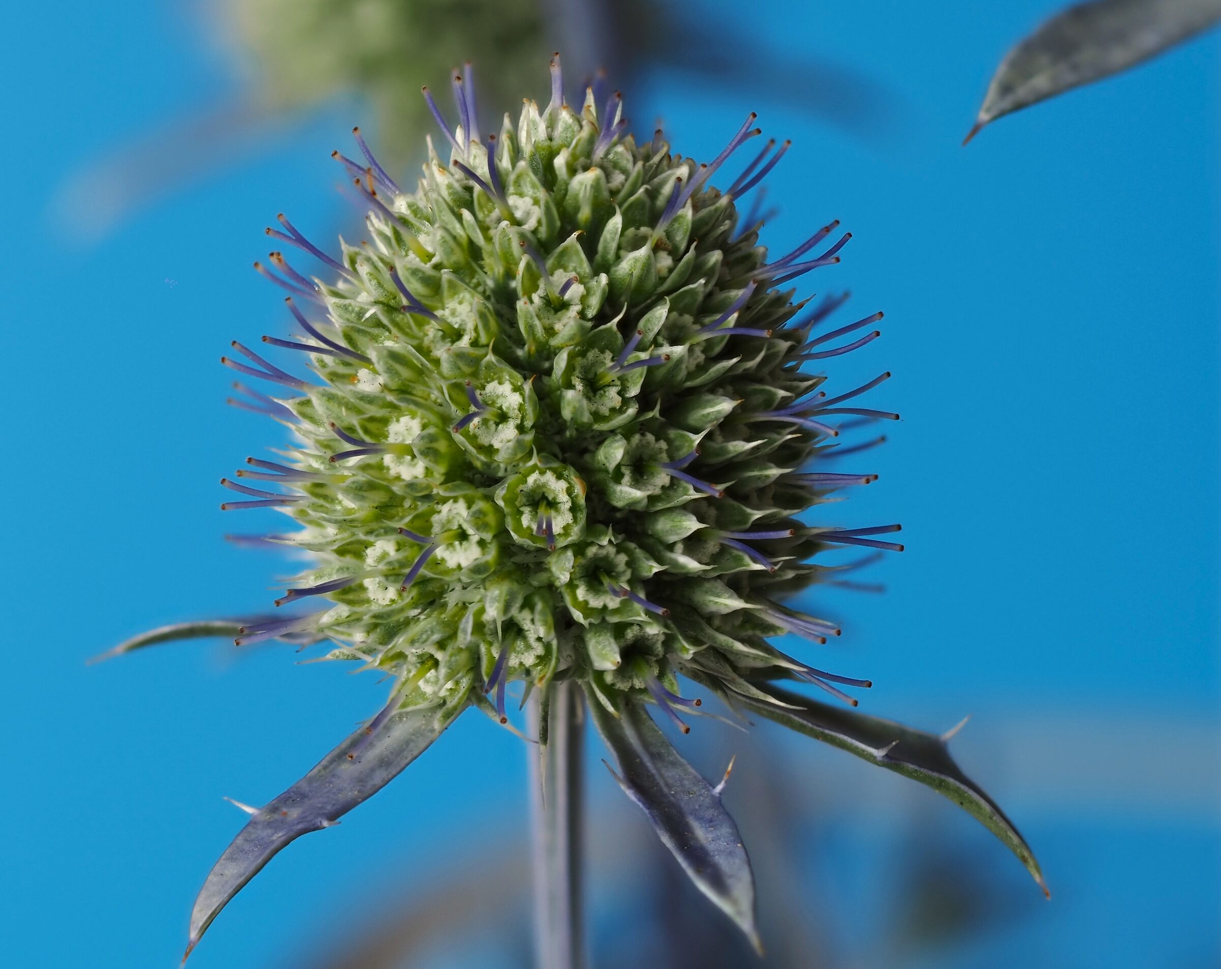 fiore di campo