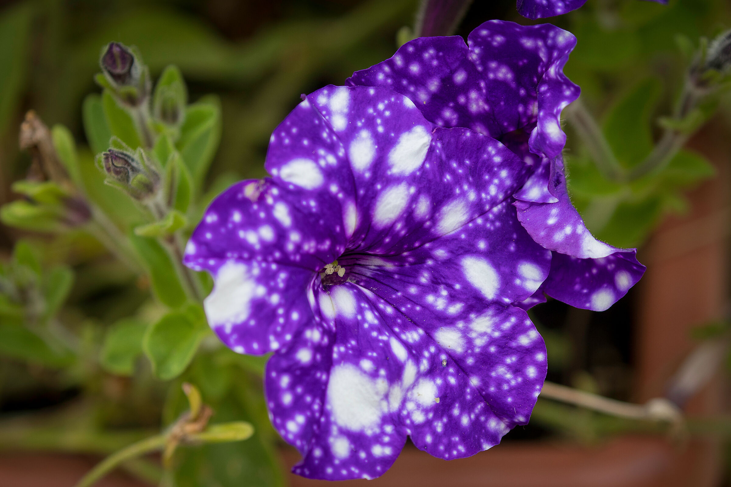 Una Petunia con le macchie