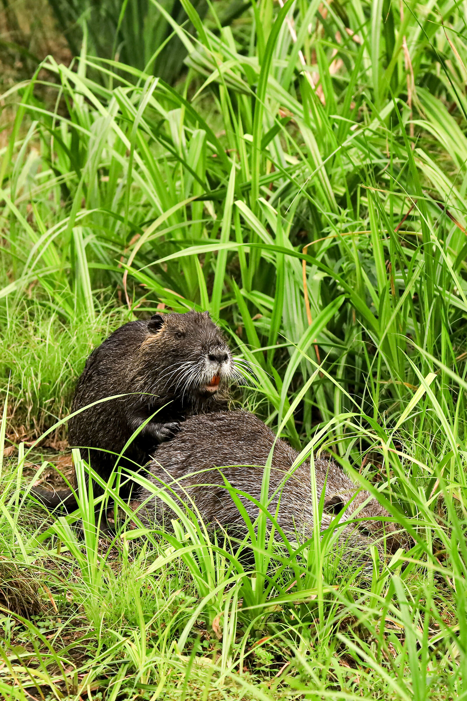 Nutria si nutre d'amore