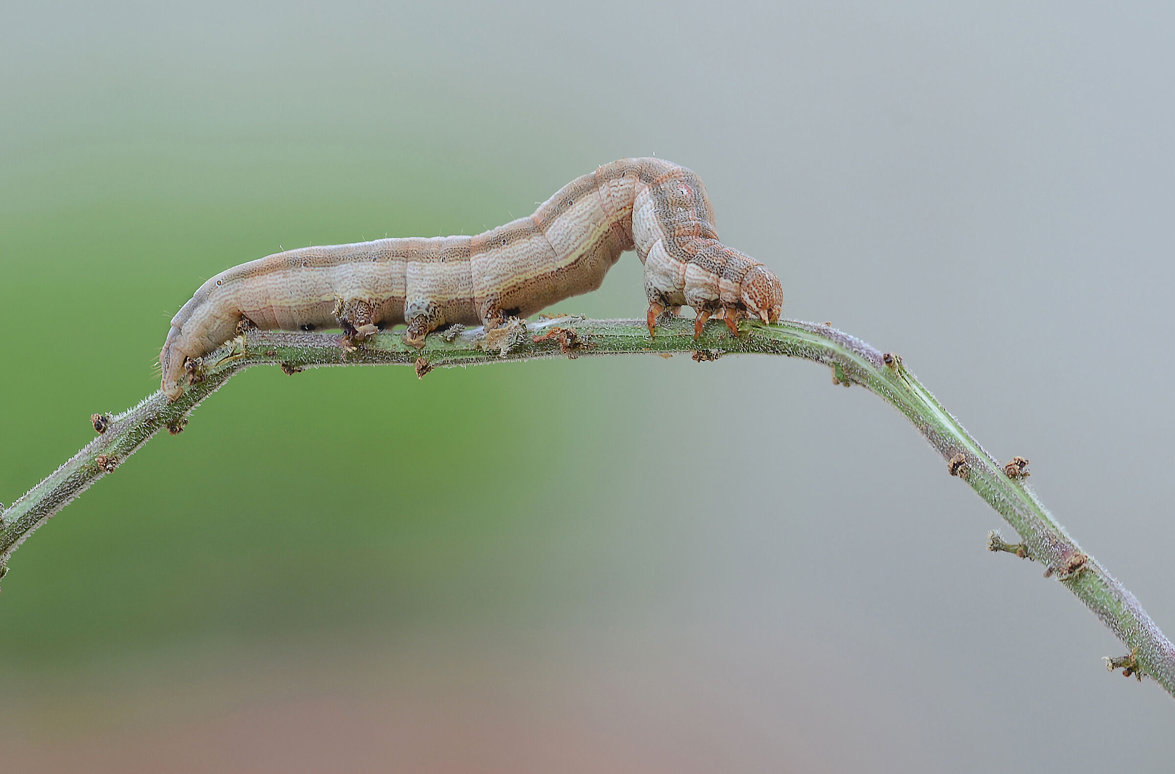 Bruco di Noctua, Noctuidae