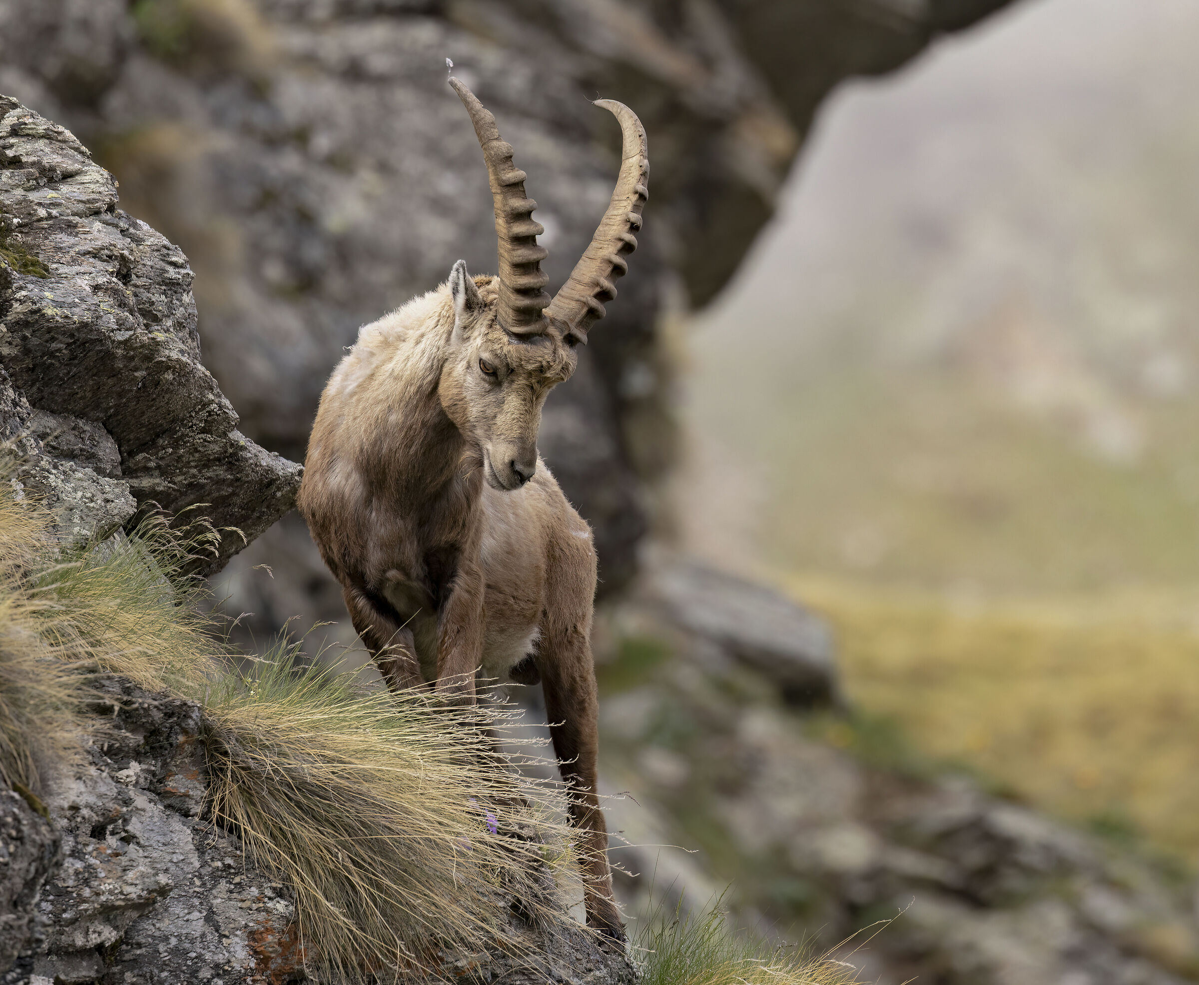 Le meraviglie del Parco del Gran Paradiso