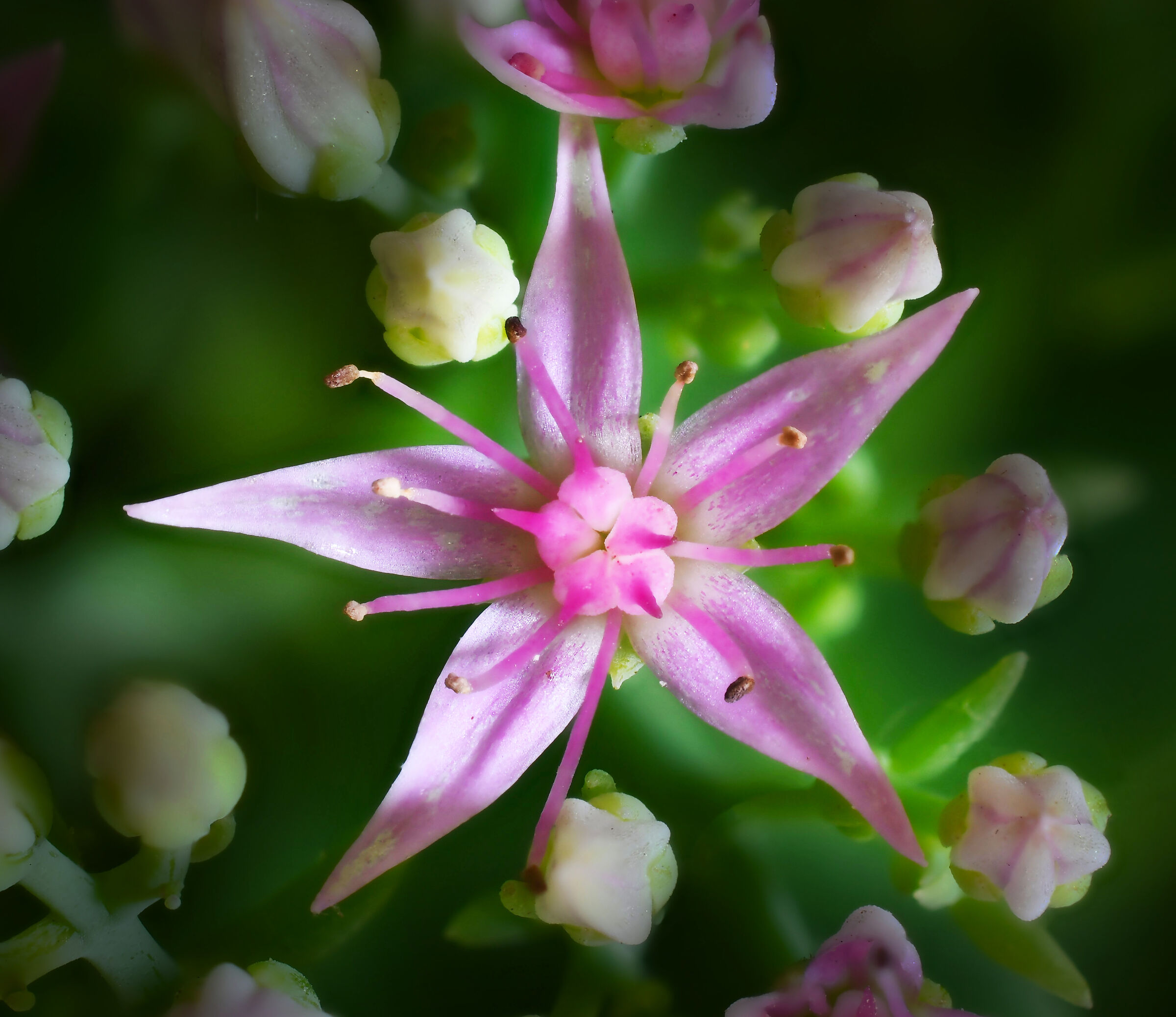 Sedum erythrostictum...