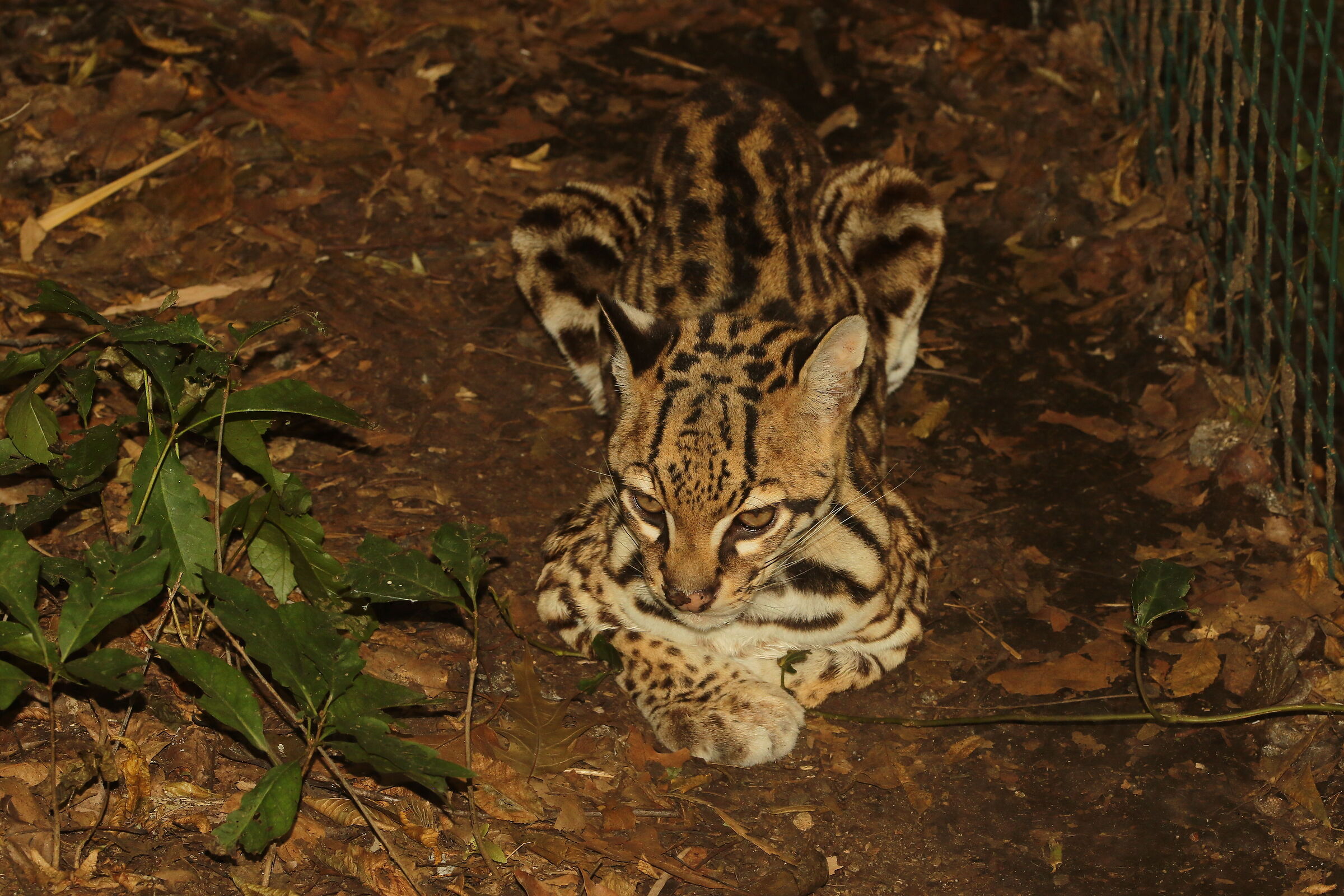 Ocelot Oasi Sant'Alessio PV 22/08/2024