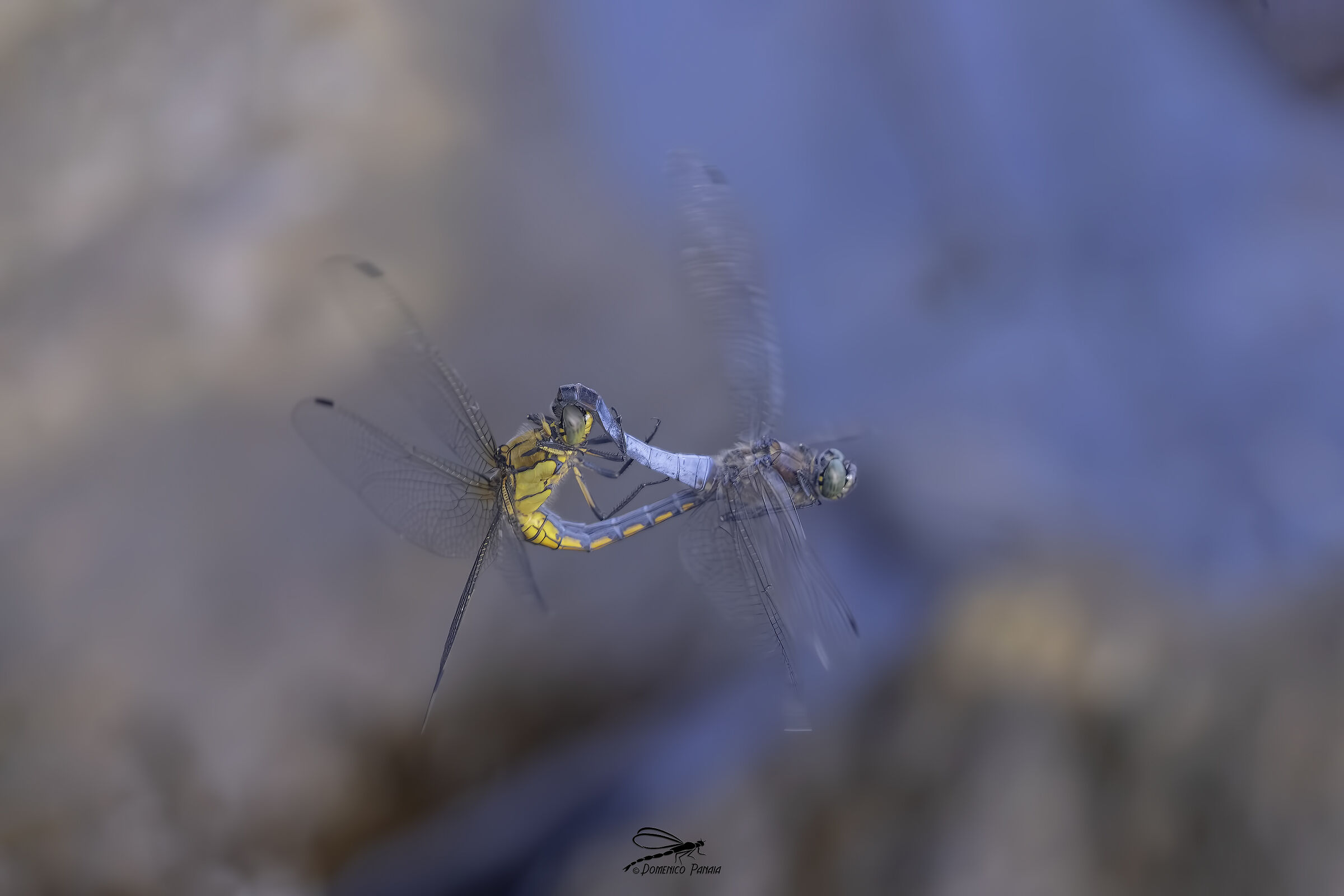 Orthetrum cancellatum