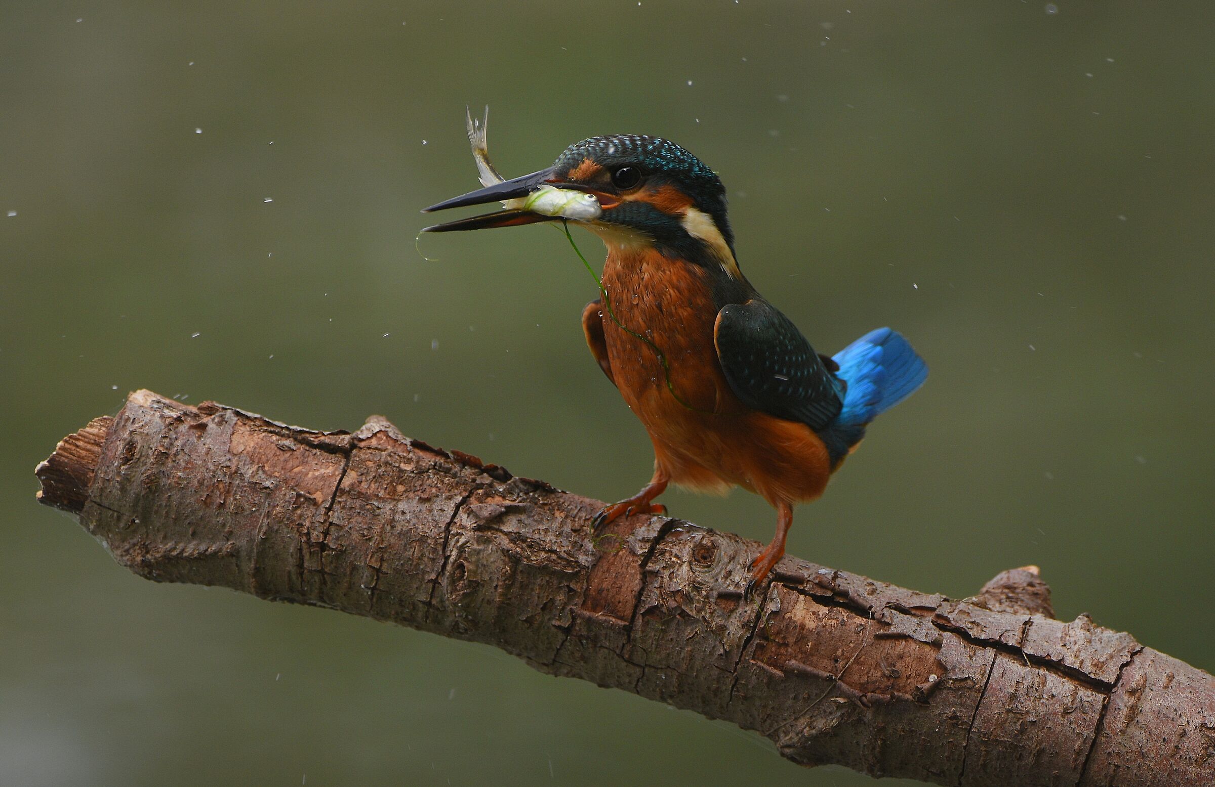 Kingfisher
