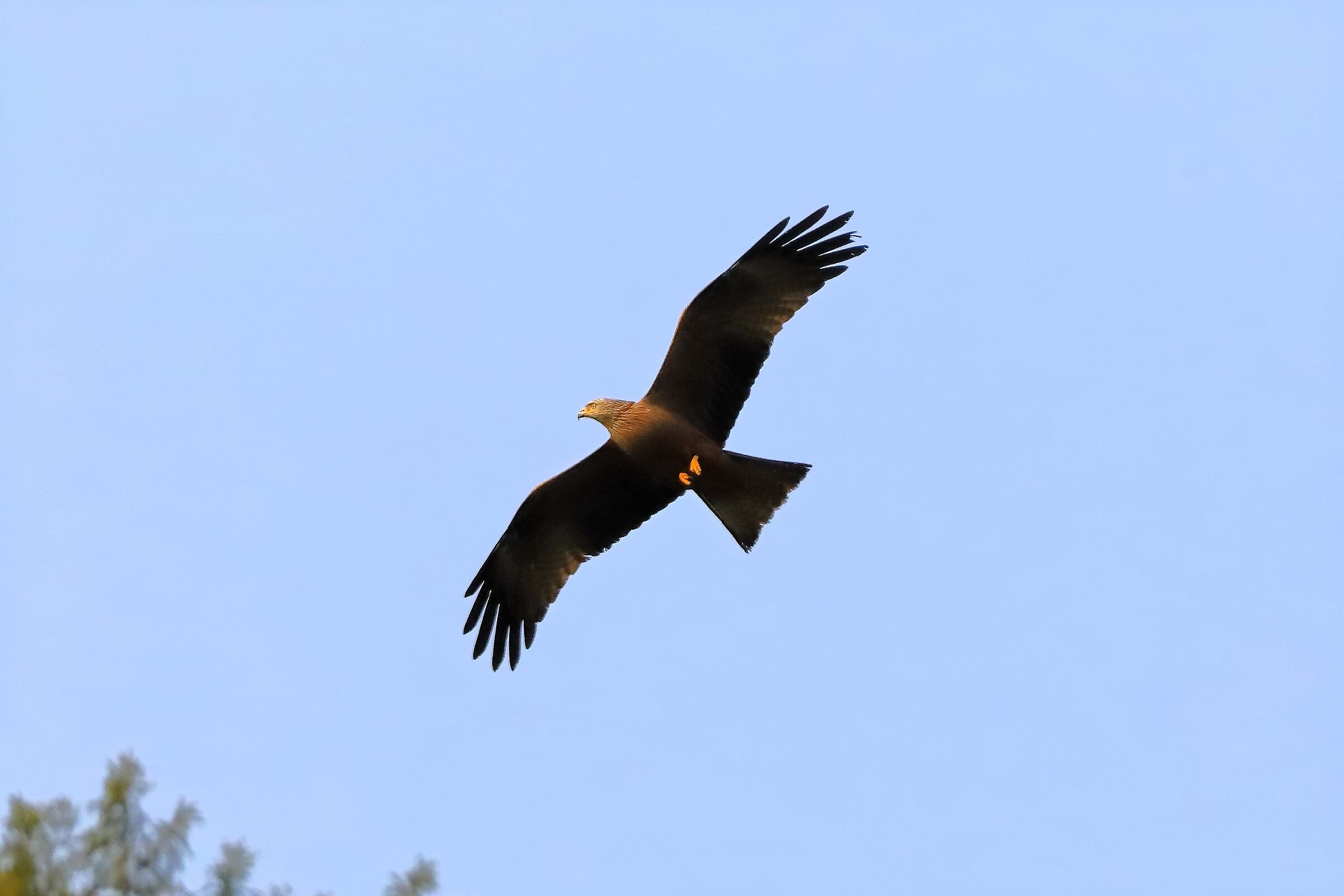 Nibbio bruno 08 aprile 2024 - 0152