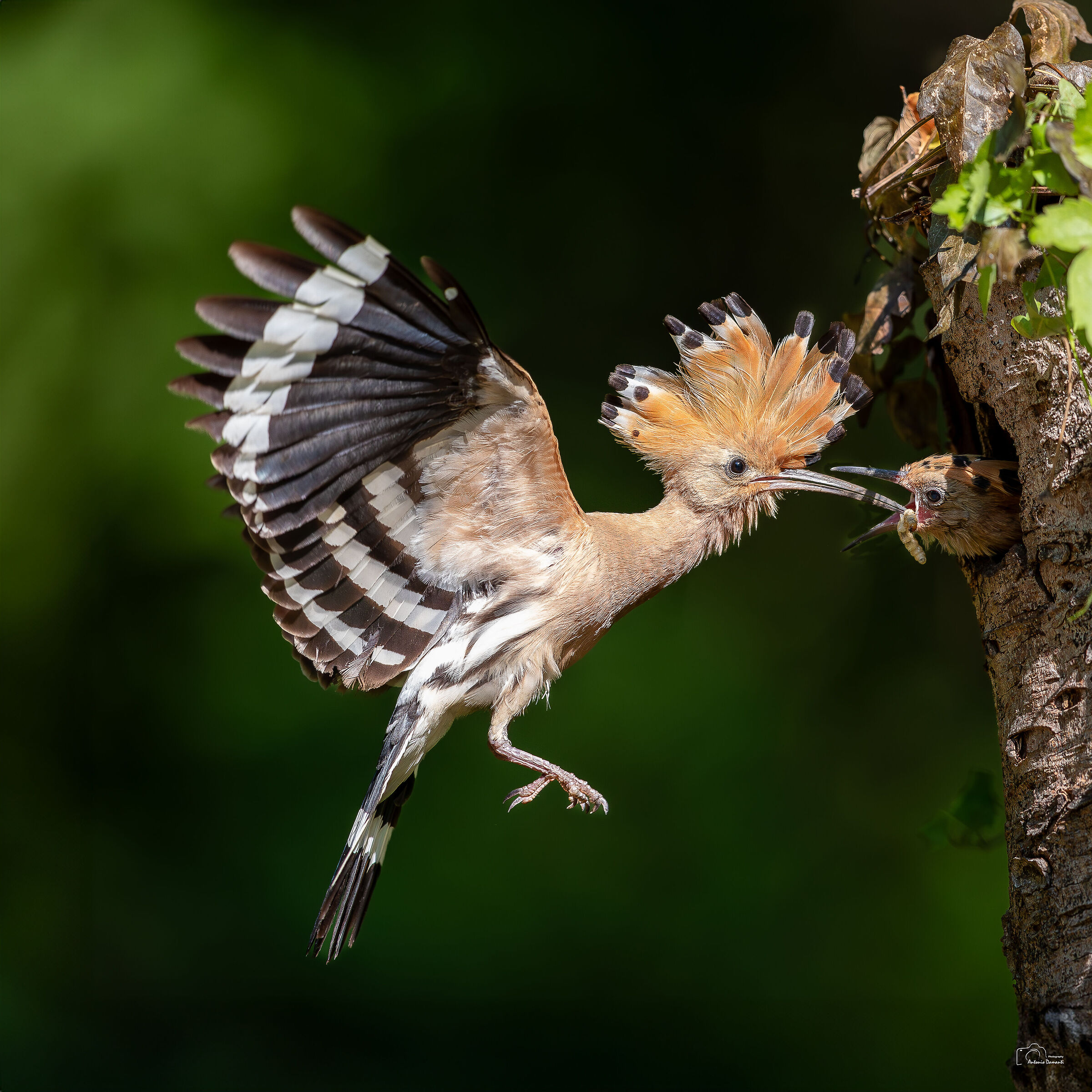 Hoopoe