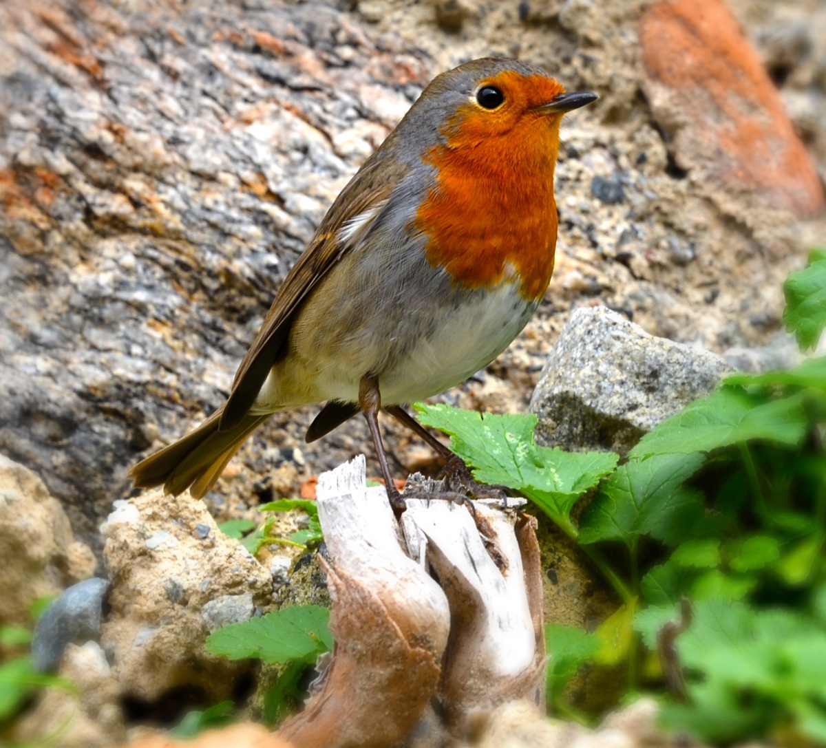 redbreast
