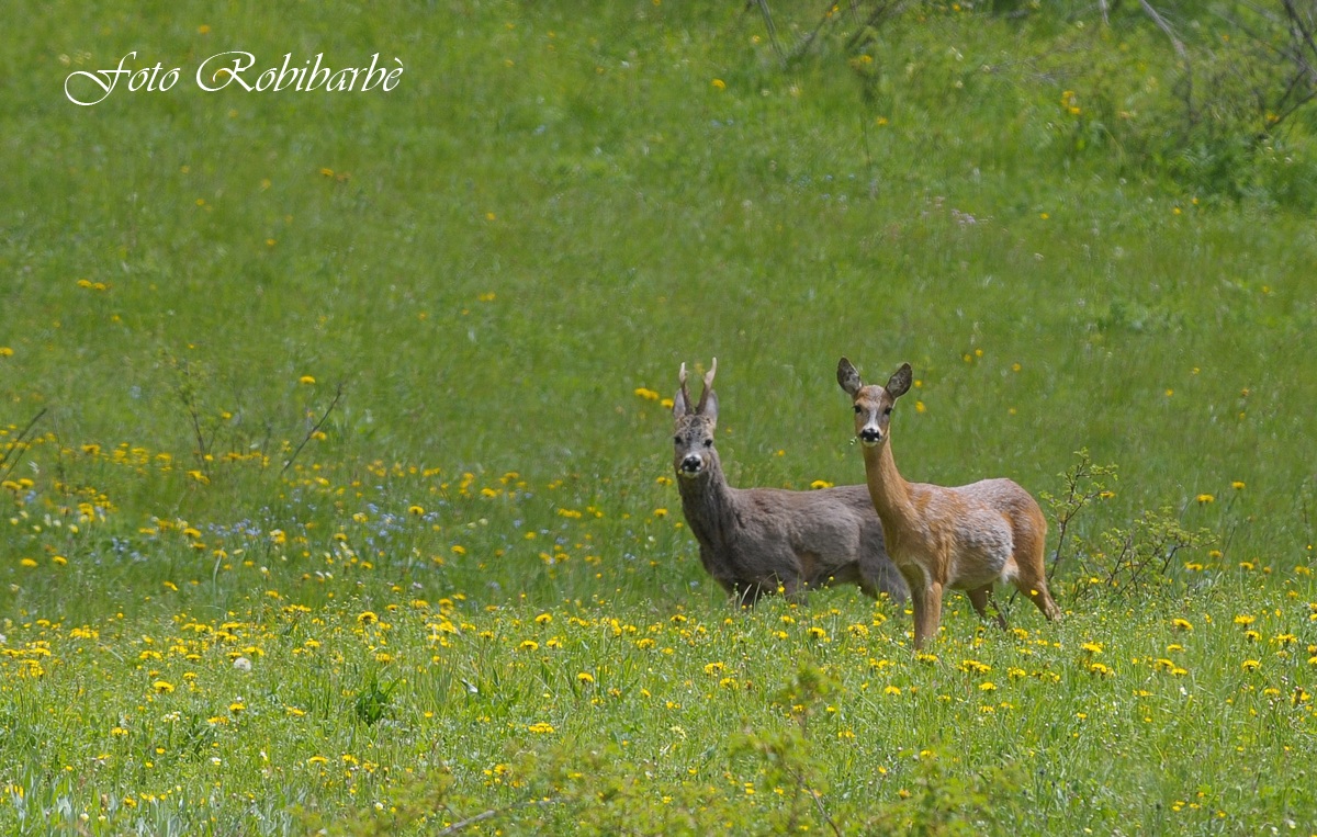 Caprioli.....la coppia