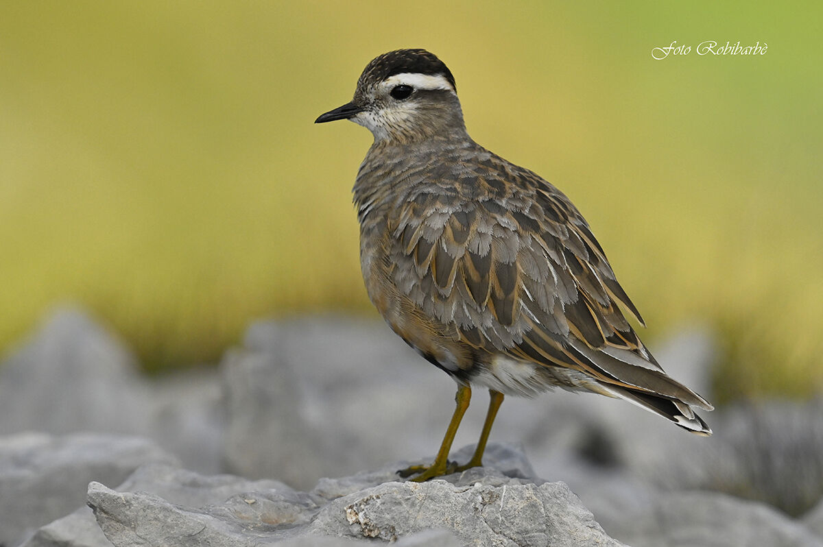 Il Piviere in bella posa...