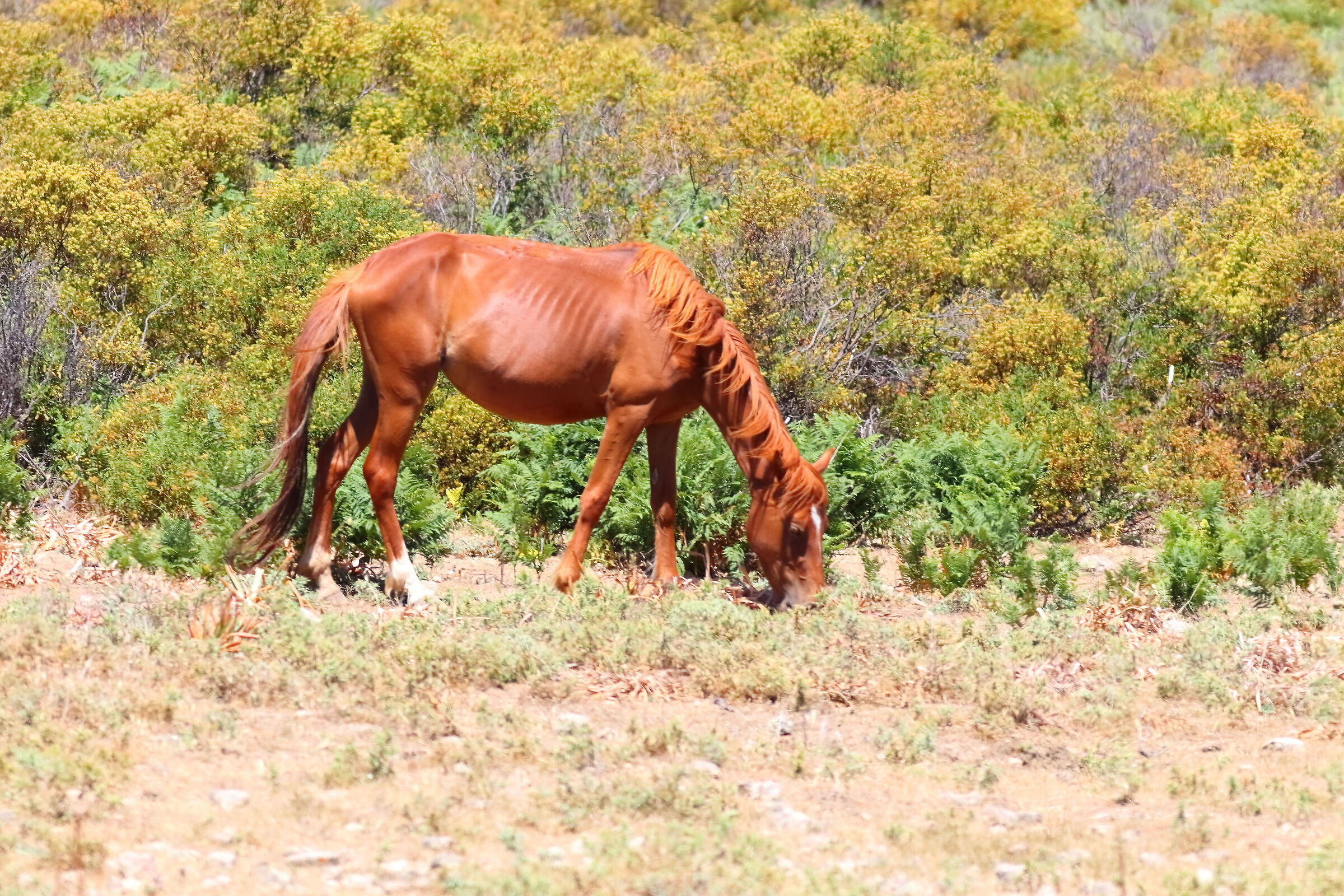 Baio 22-06-2024 - 1106