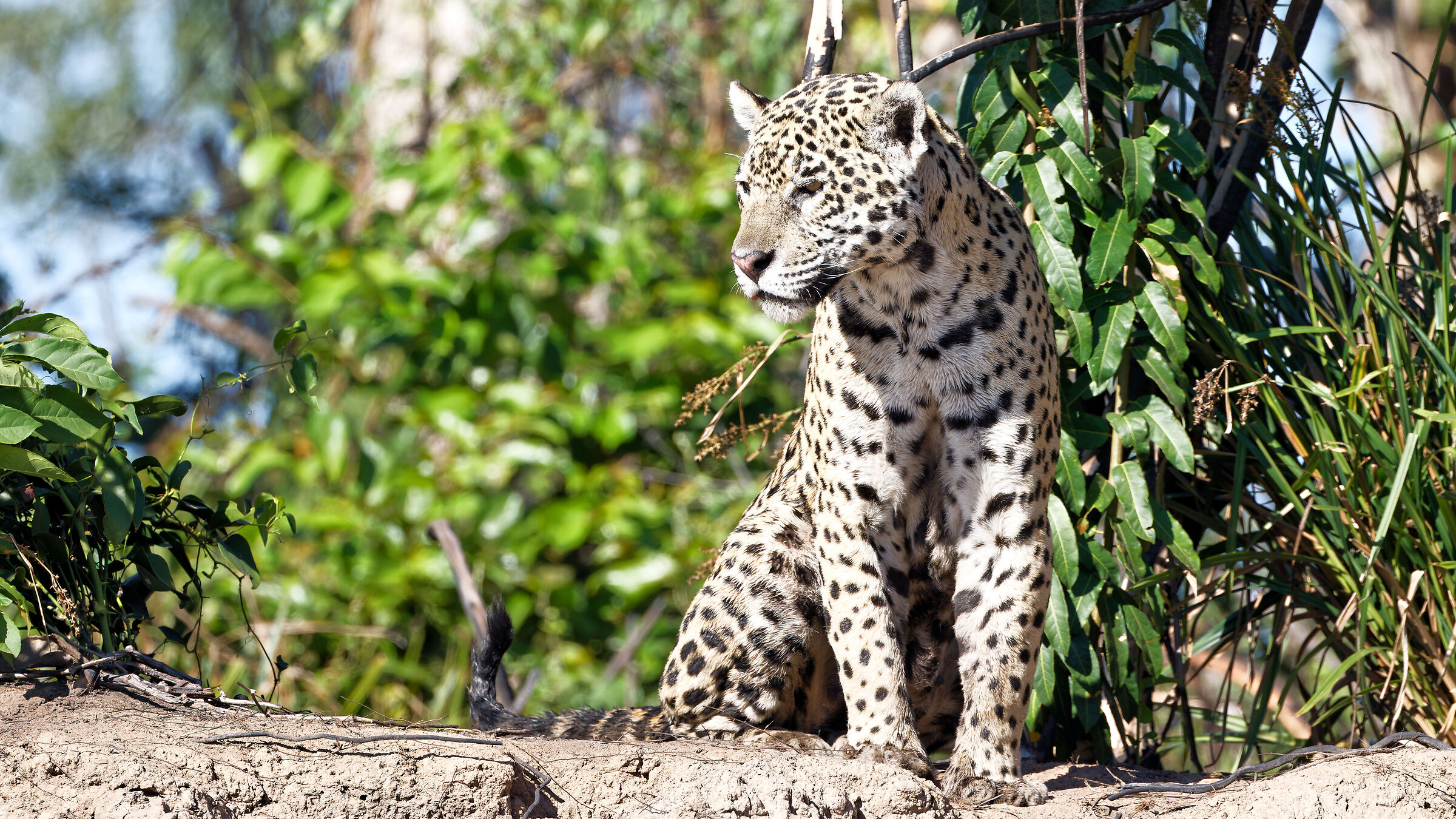 Il re del pantanal