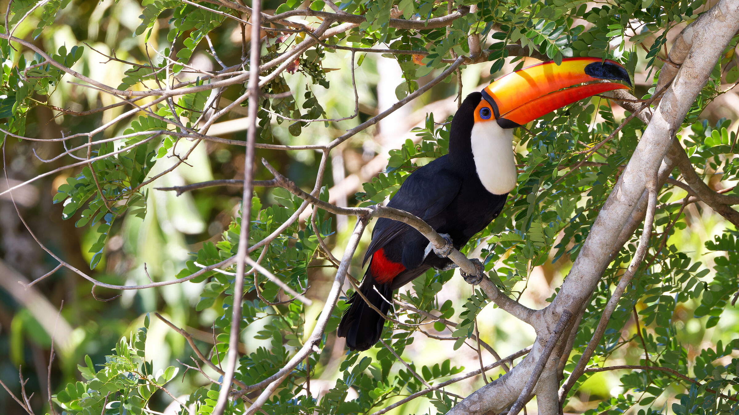 Abitanti del Pantanal