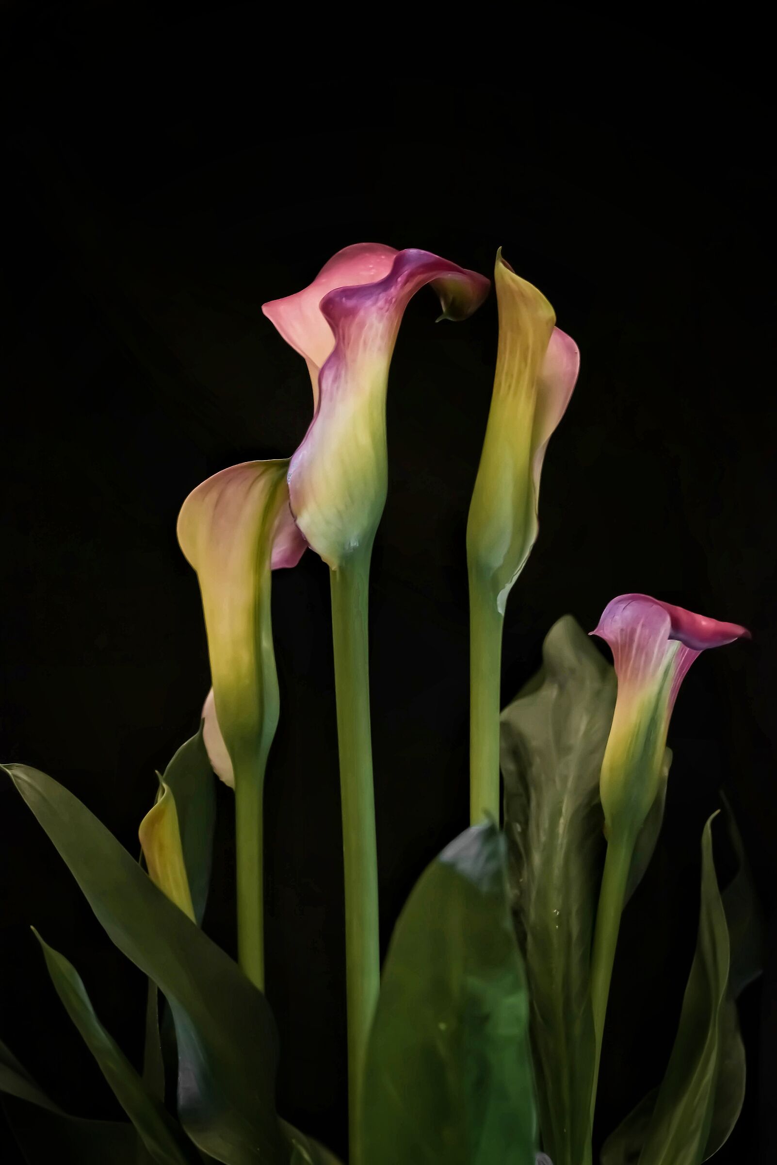 Calla