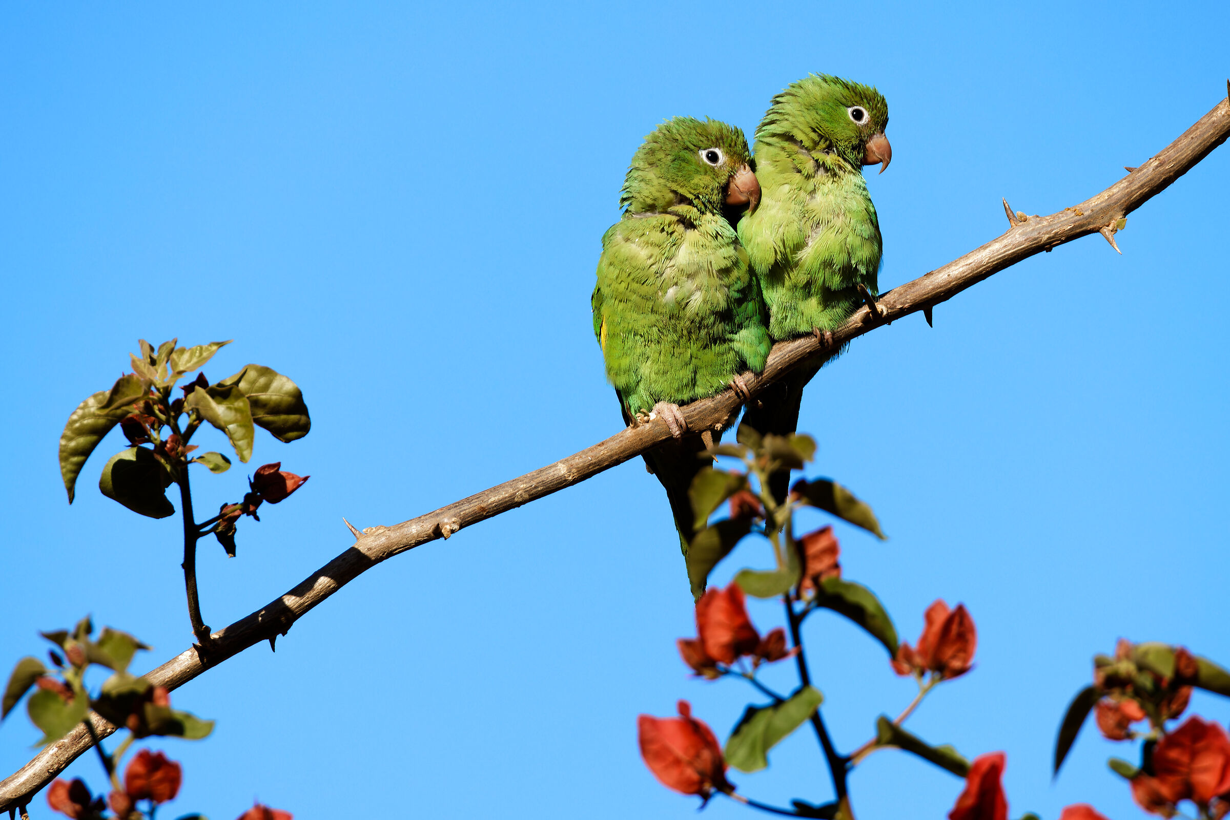 Pappagalli Pantanal