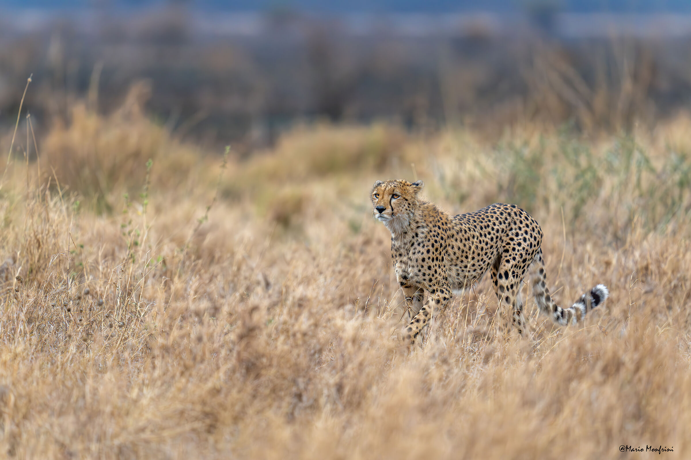 Cheetah in the savannah