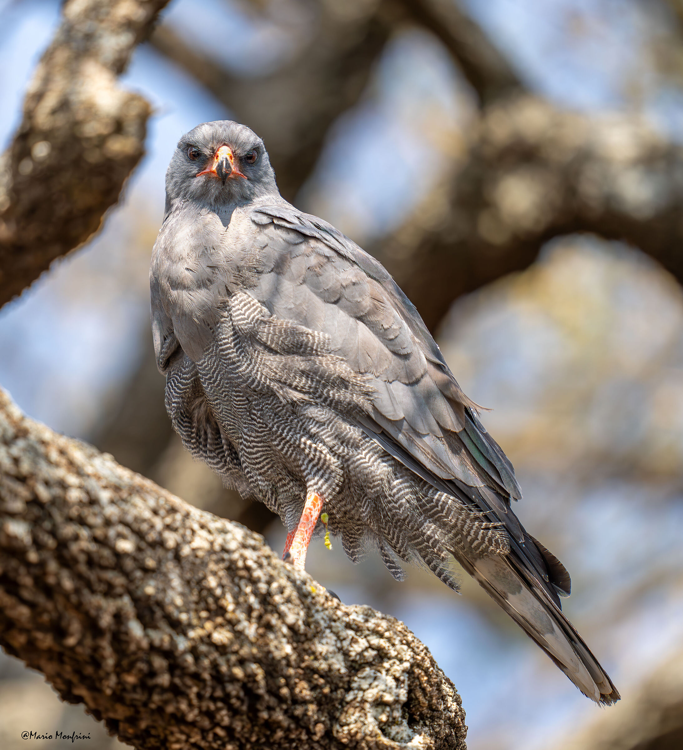 Red chanting goshawk