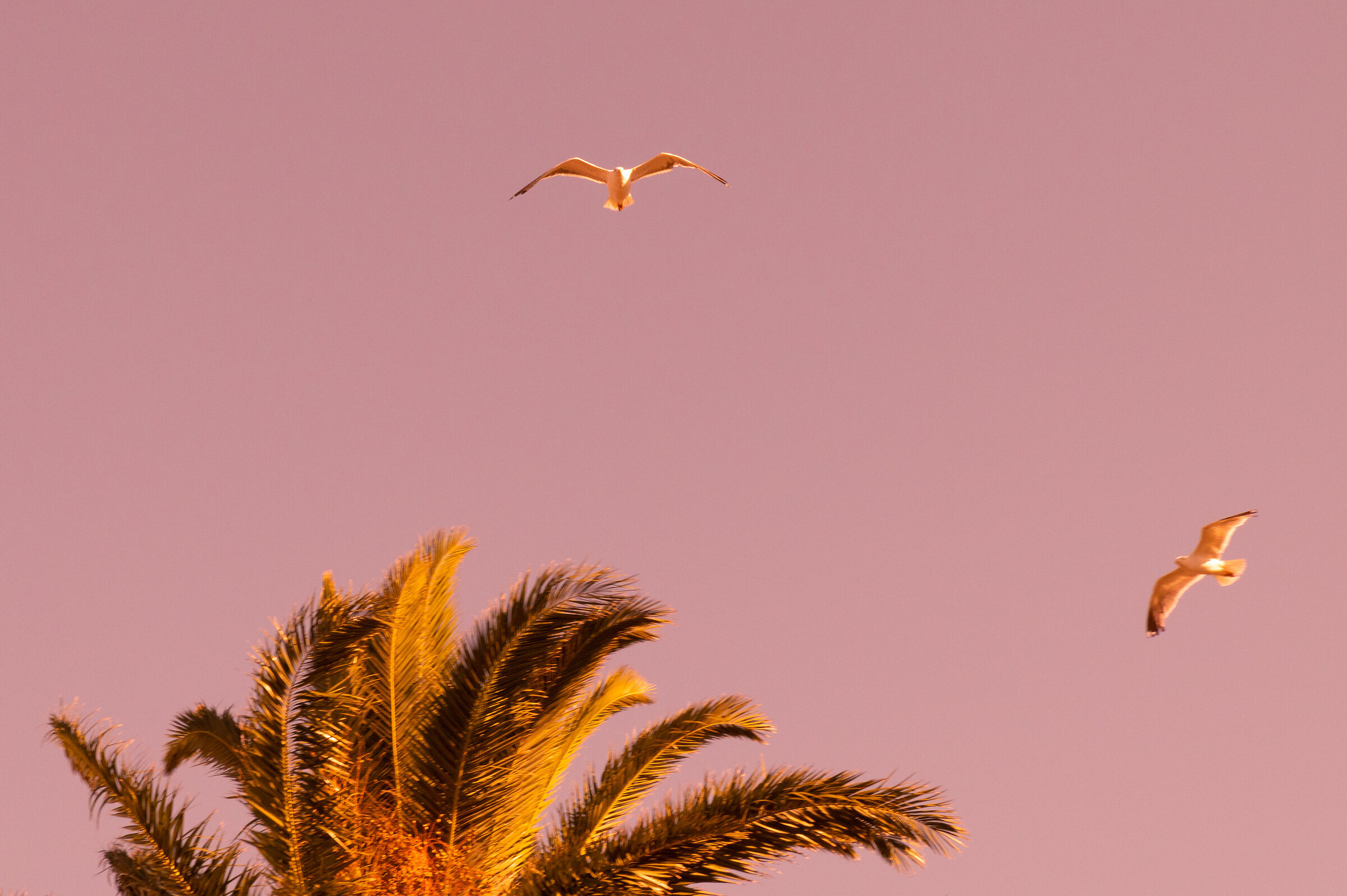 Freedom