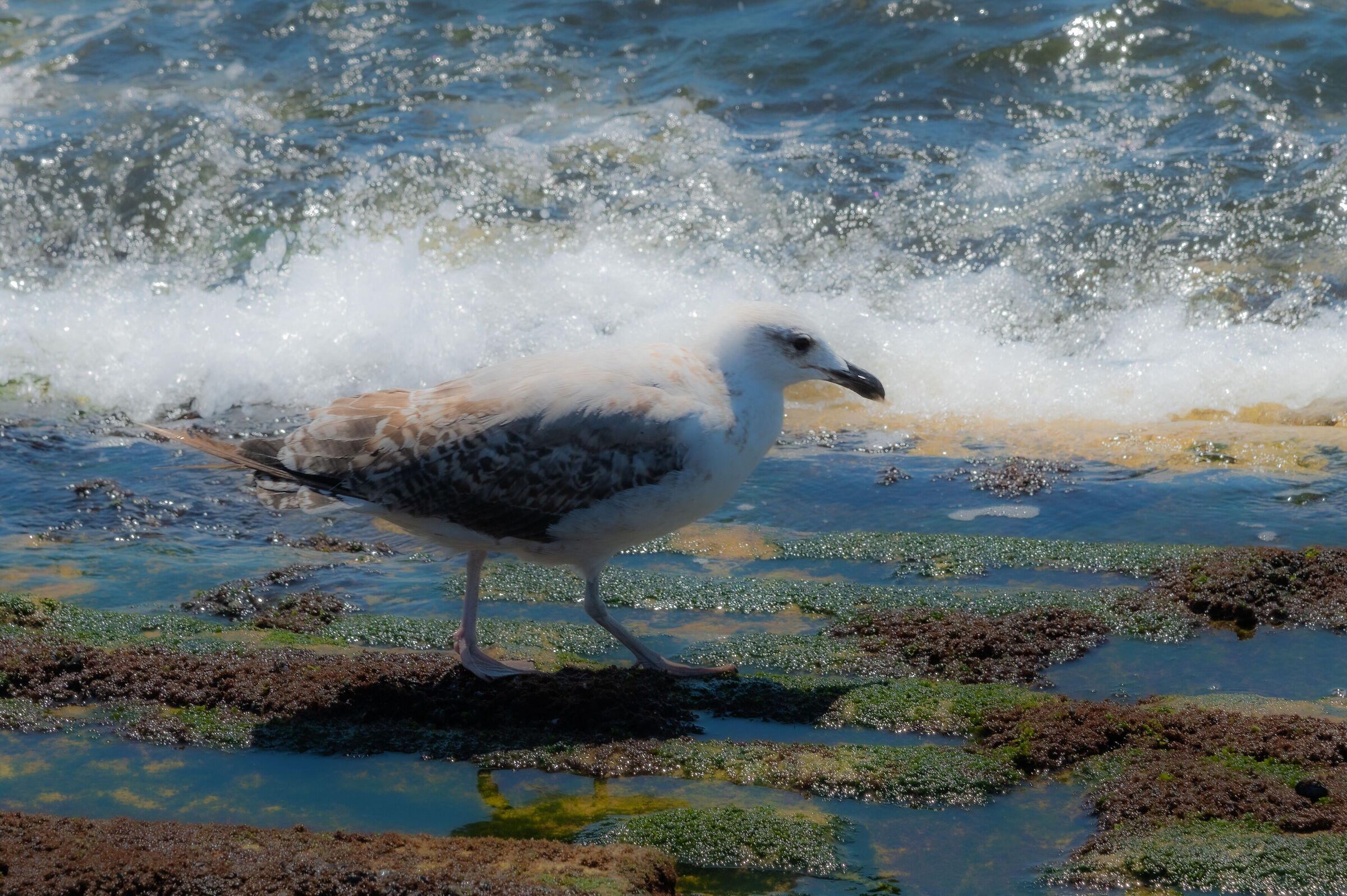 Sea